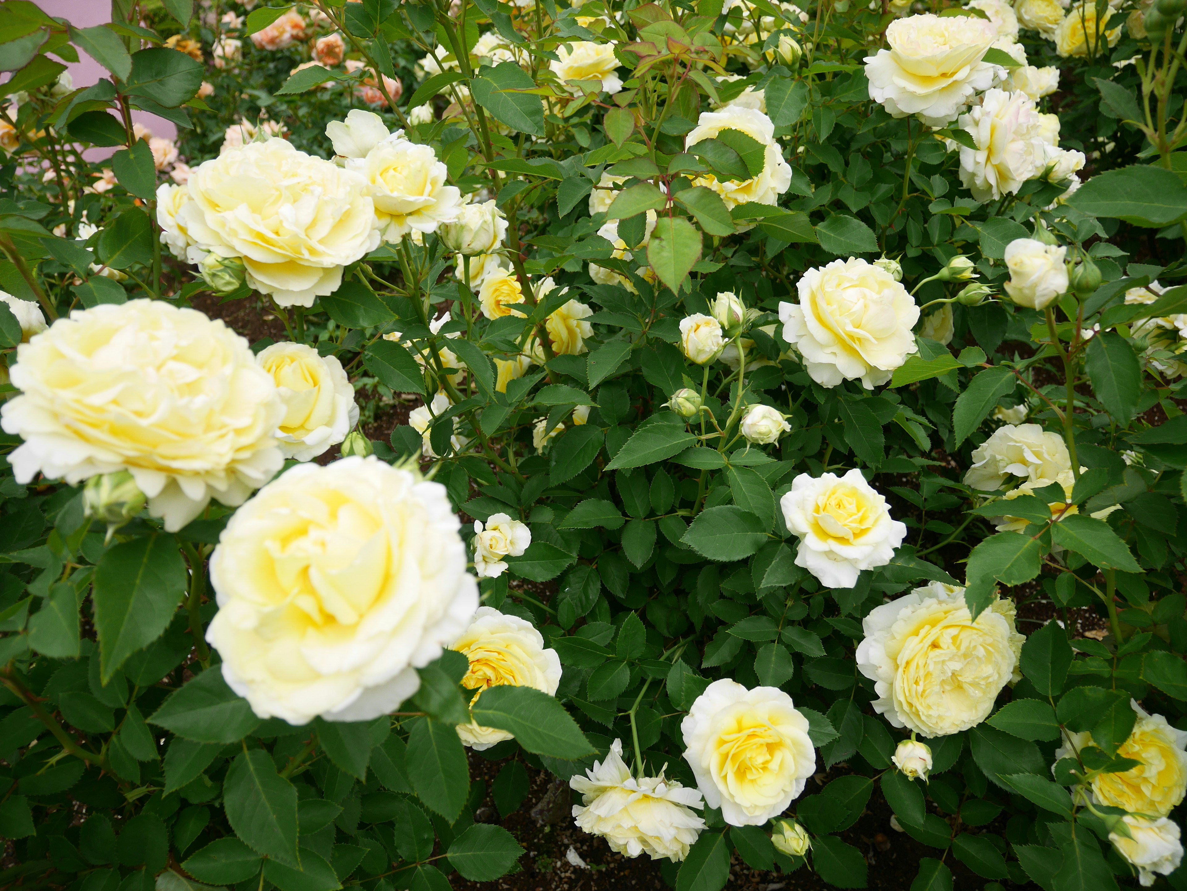 黄色いバラの花が咲いている庭の風景