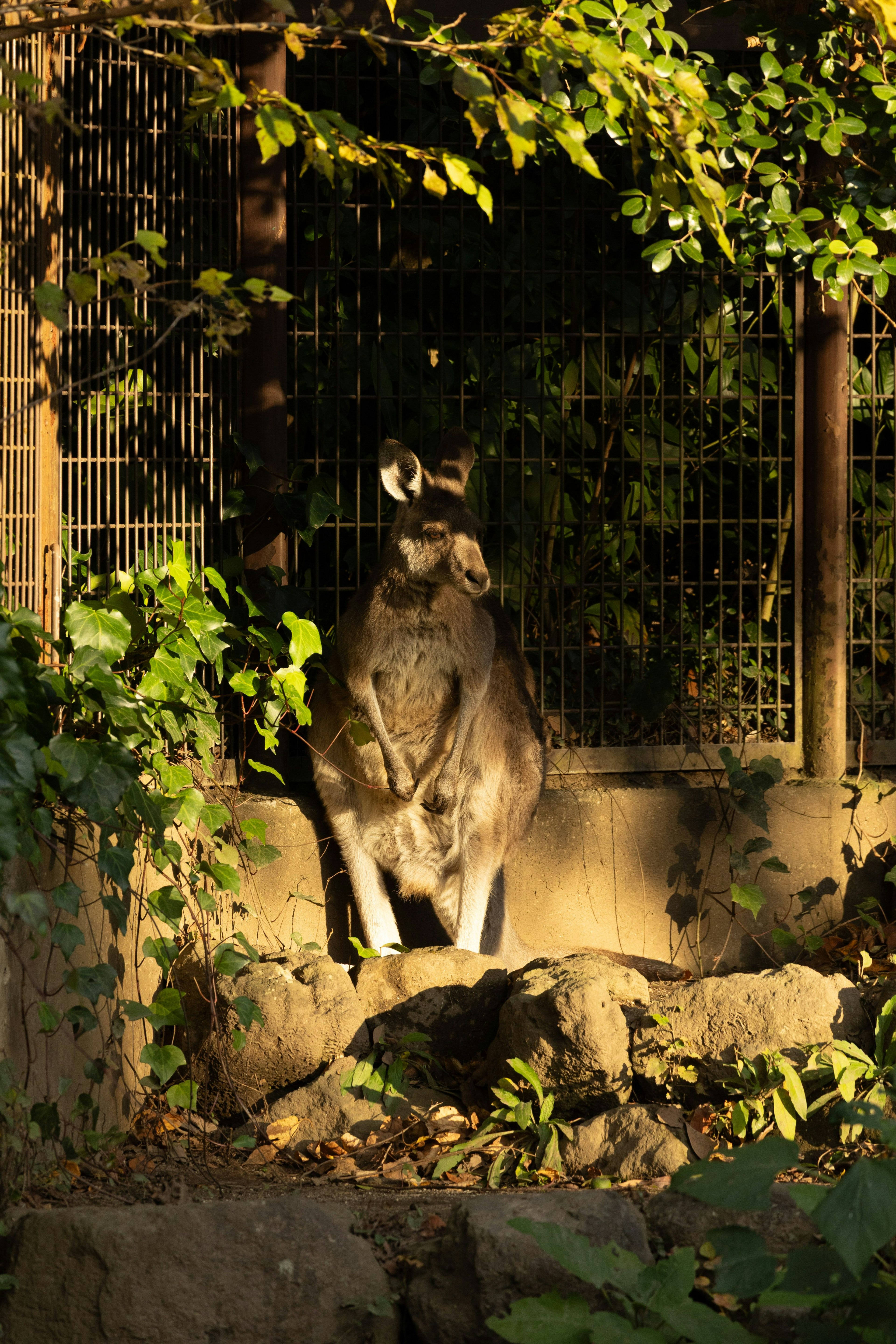 Silhouette d'un animal se tenant contre un fond sombre entouré de feuilles vertes