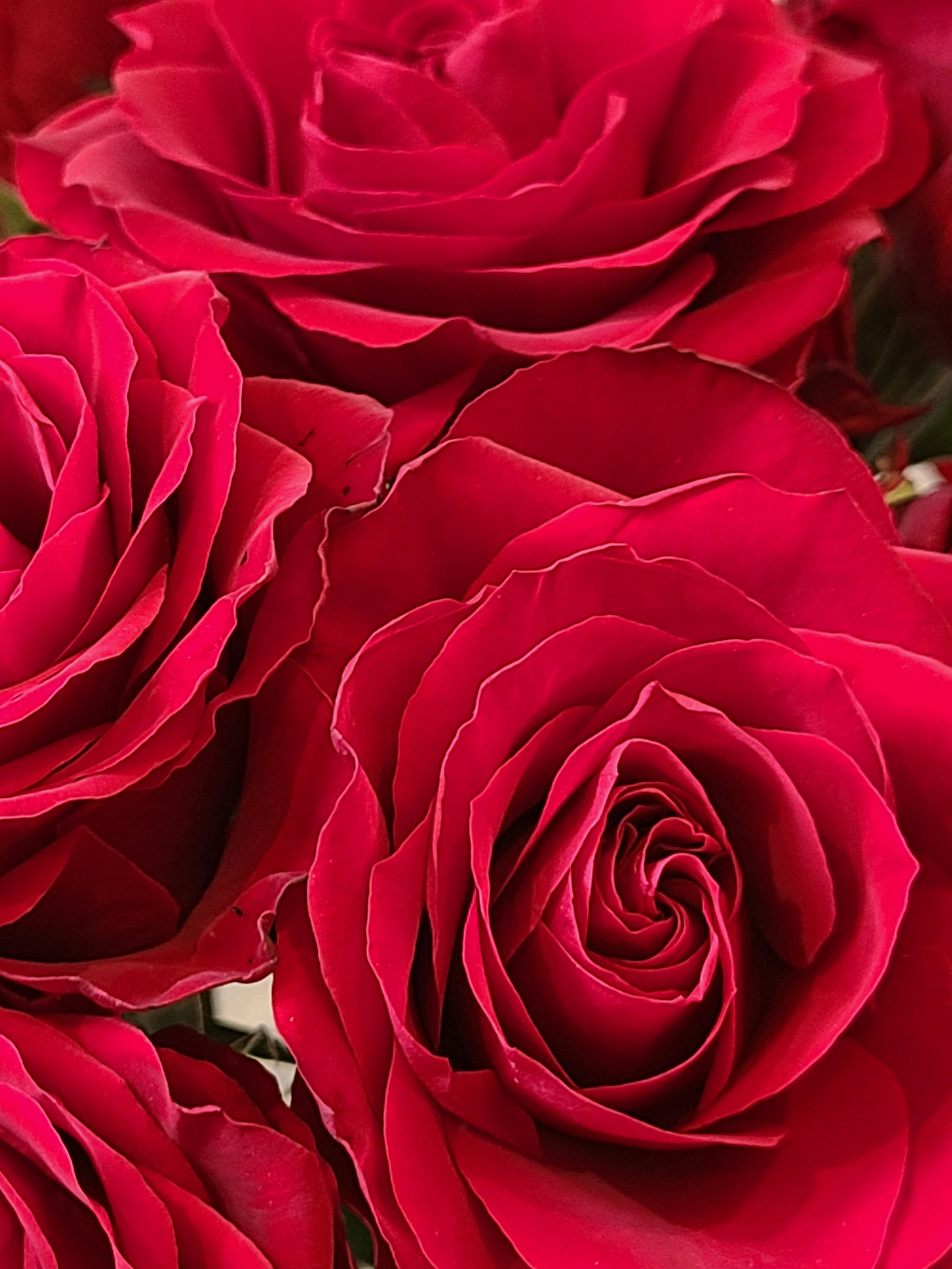 Close-up of vibrant red roses showcasing intricate petal details