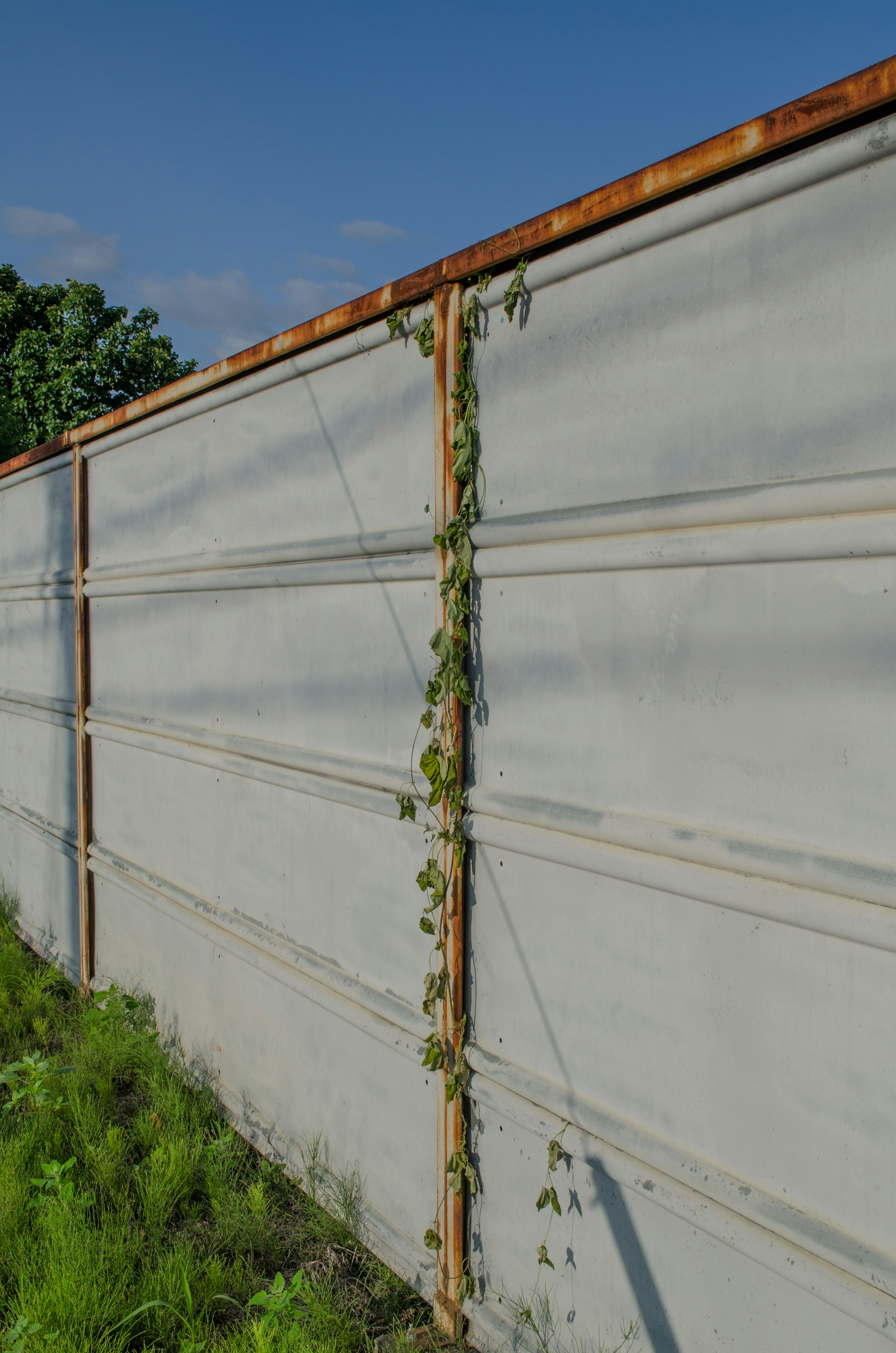 Rusty metal fence with green vines climbing