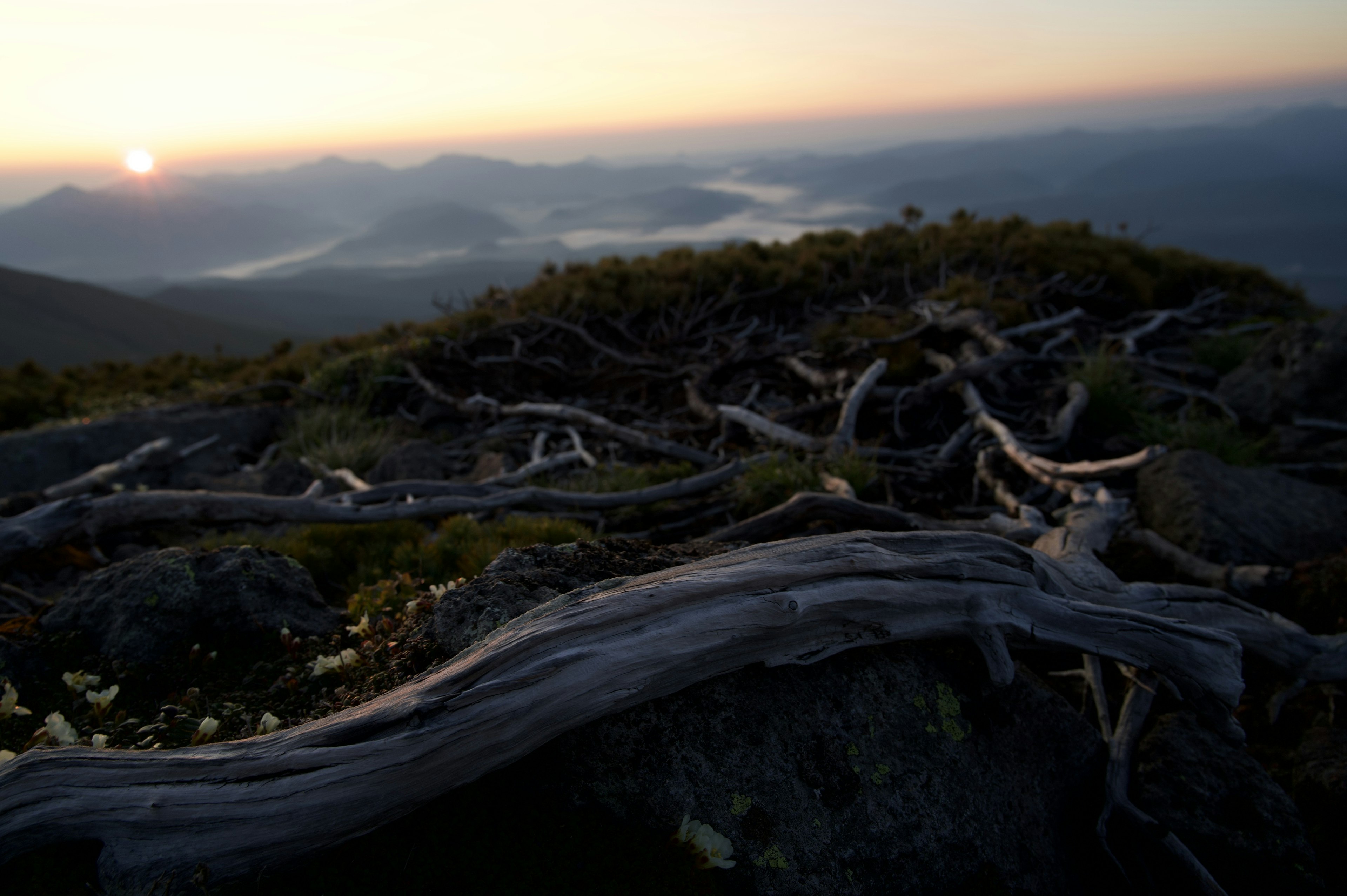 Paysage de montagne avec coucher de soleil et vieux troncs d'arbres