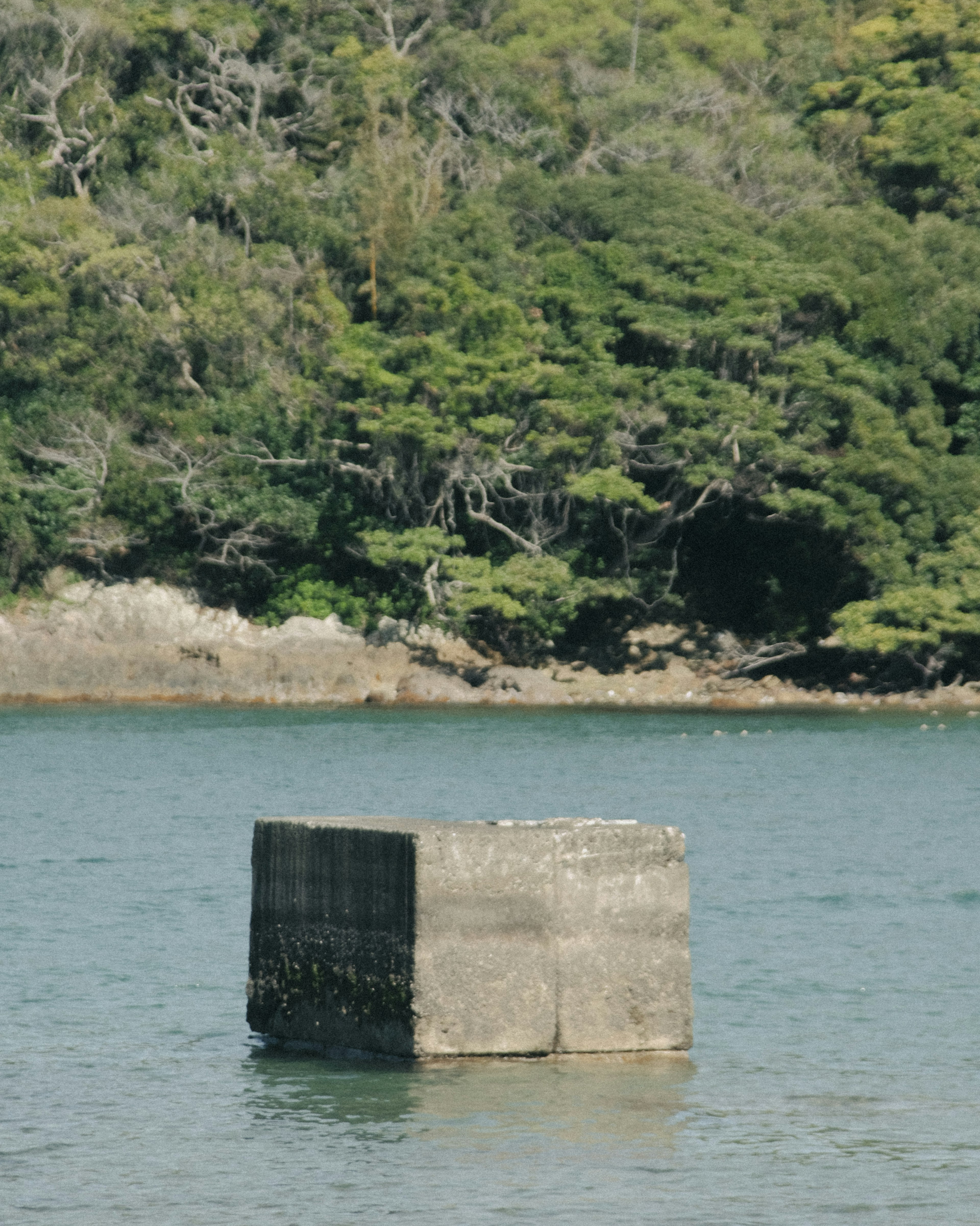 水面に浮かぶコンクリートの立方体と緑の木々