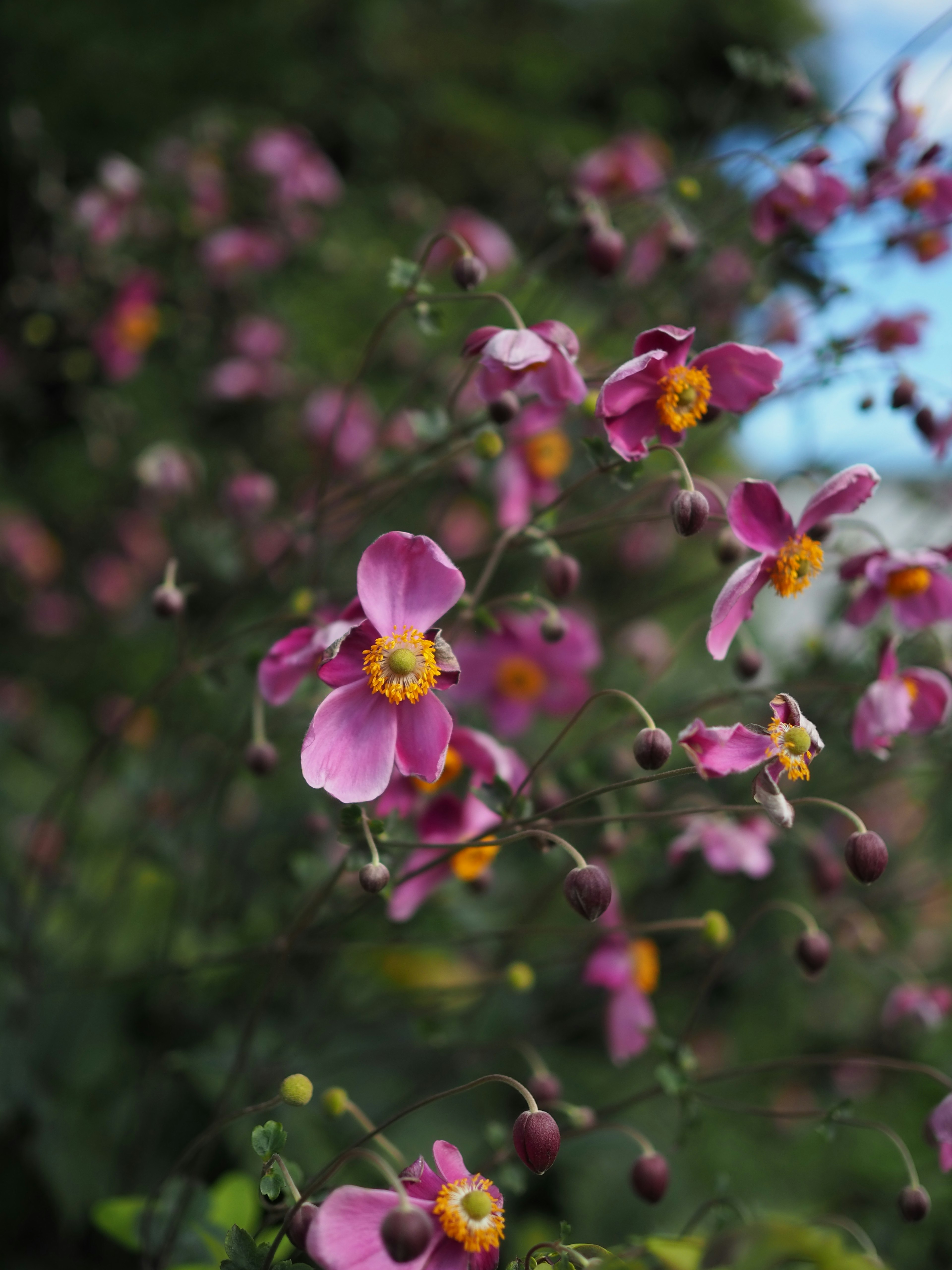 鮮やかなピンクの花々が咲き誇る緑の背景