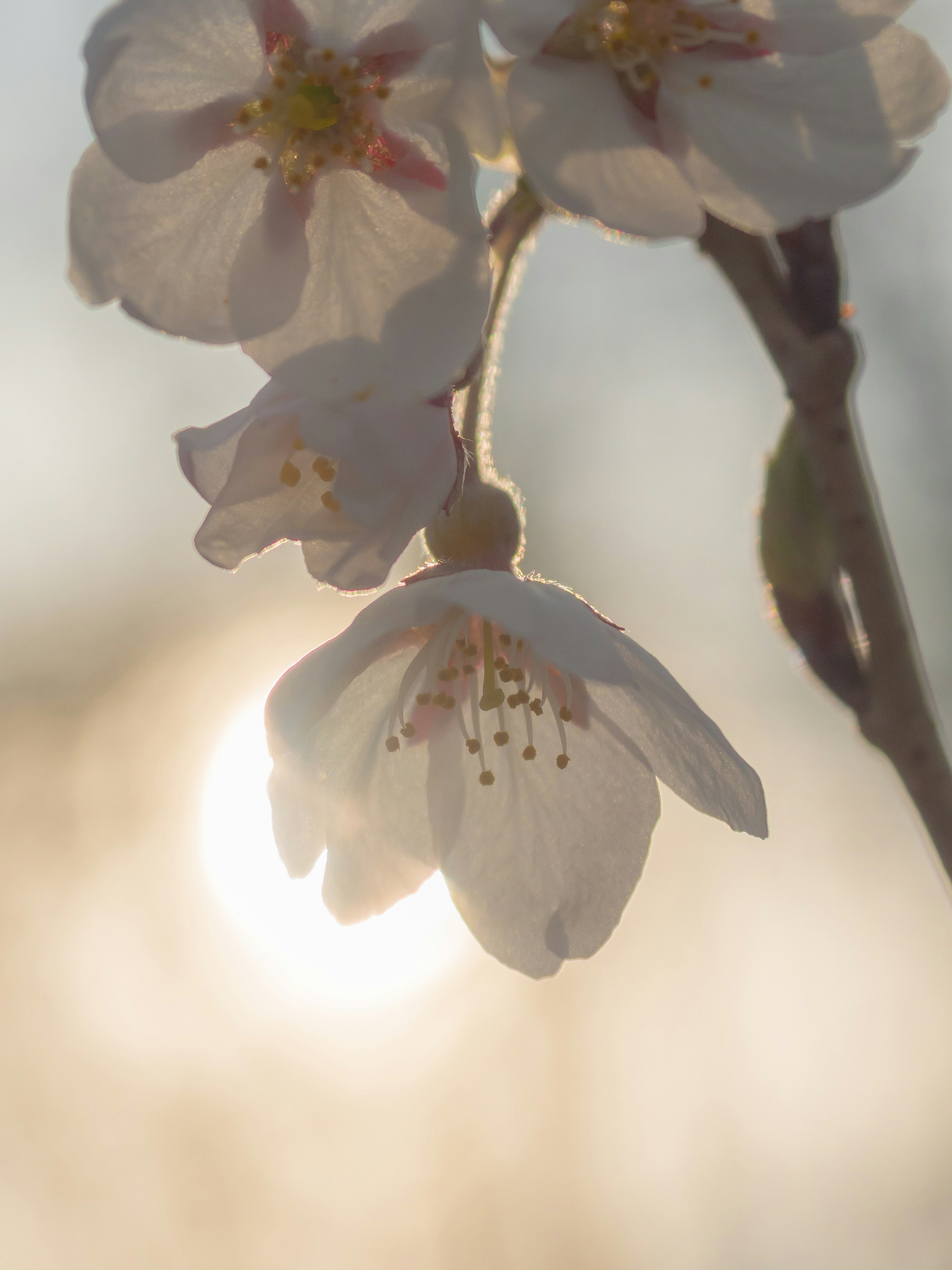 Cherry blossoms illuminated by backlight