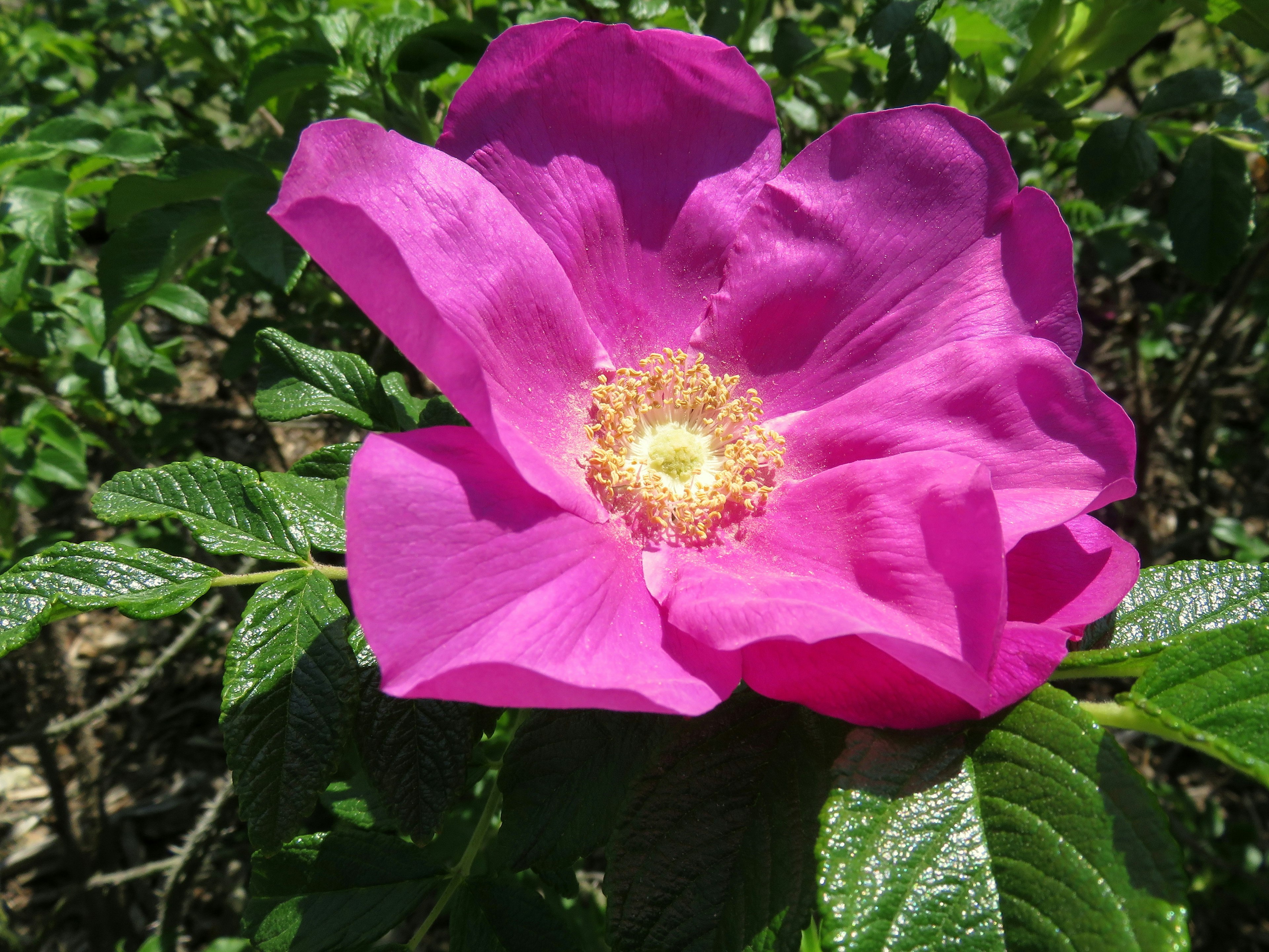 Una flor rosa vibrante en el centro rodeada de hojas verdes