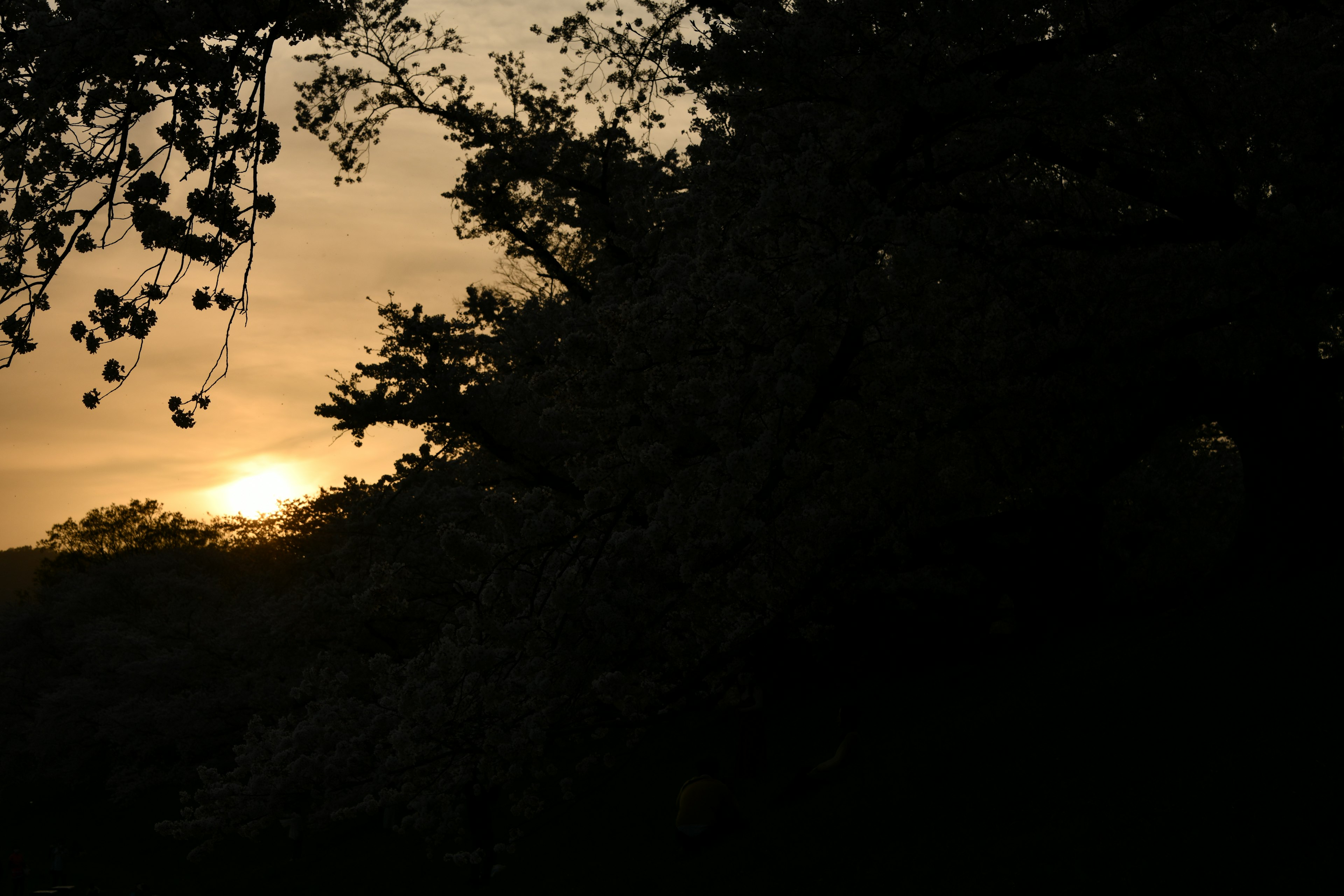 夕焼けのシルエットと木々の影