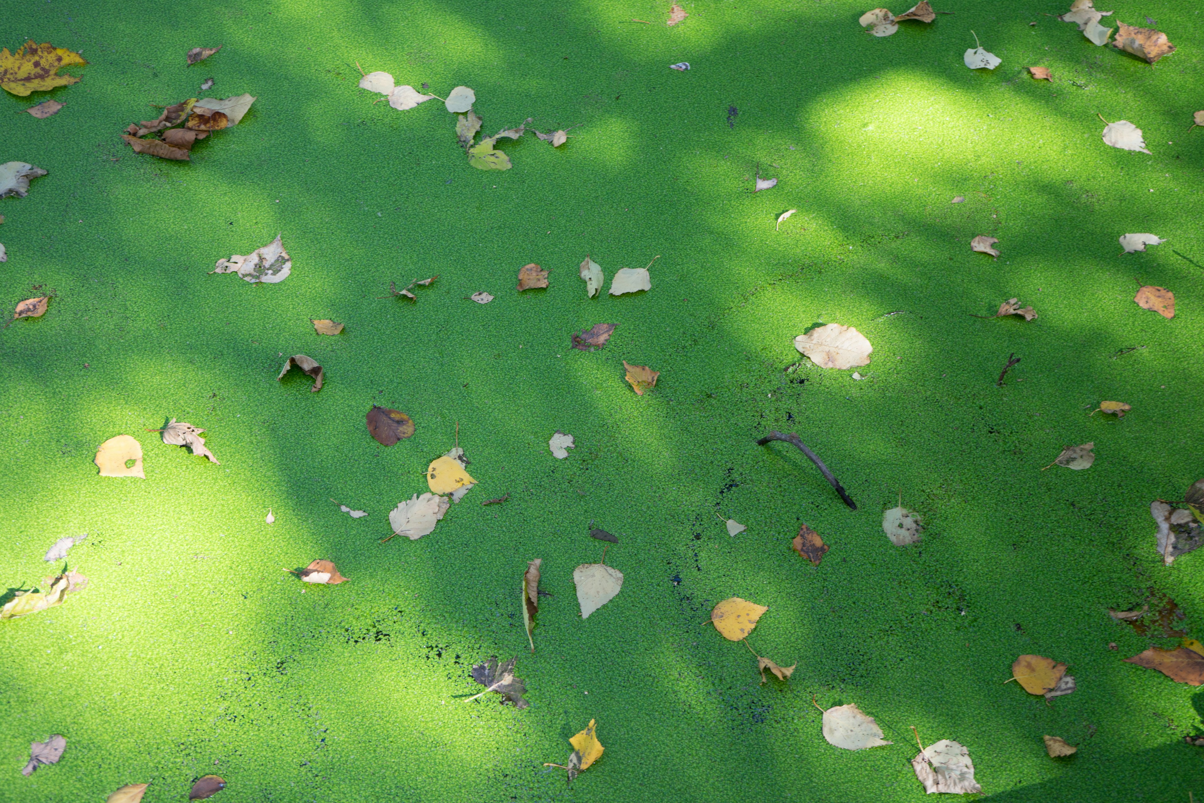 Green ground scattered with leaves and shadows