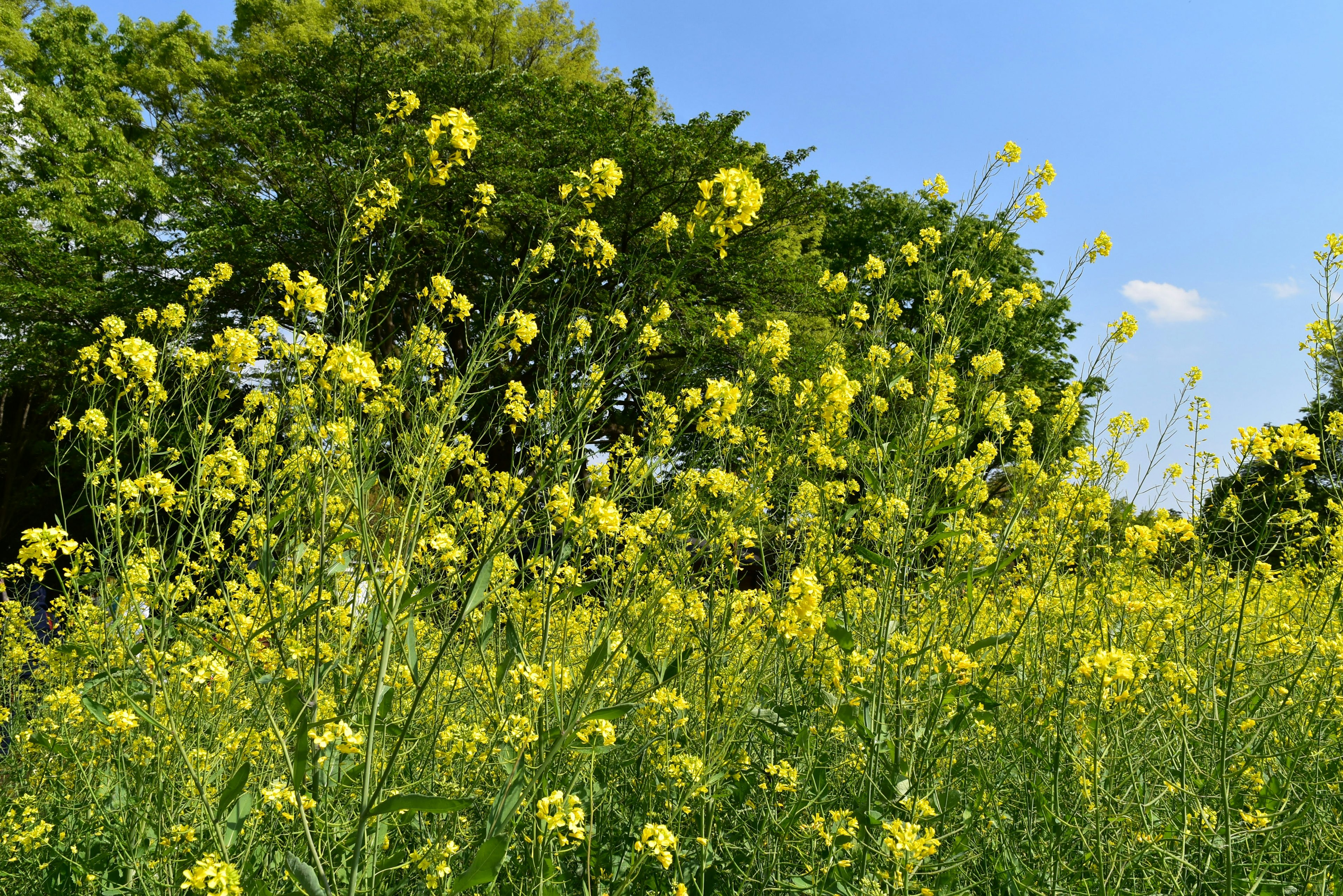 Eine Landschaft mit gelben Blumen, die unter einem blauen Himmel blühen