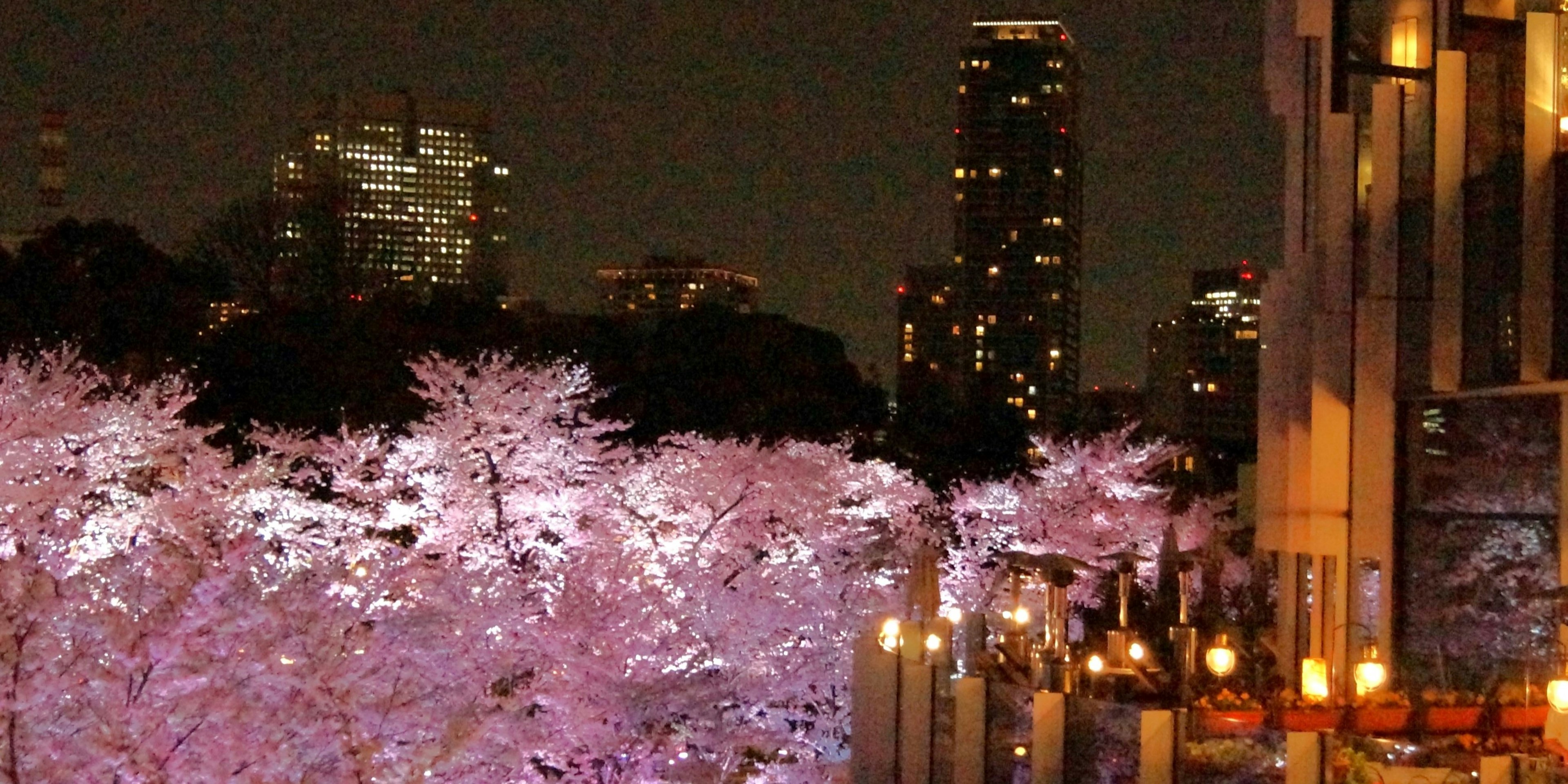 Vue magnifique des cerisiers en fleurs la nuit avec des gratte-ciel