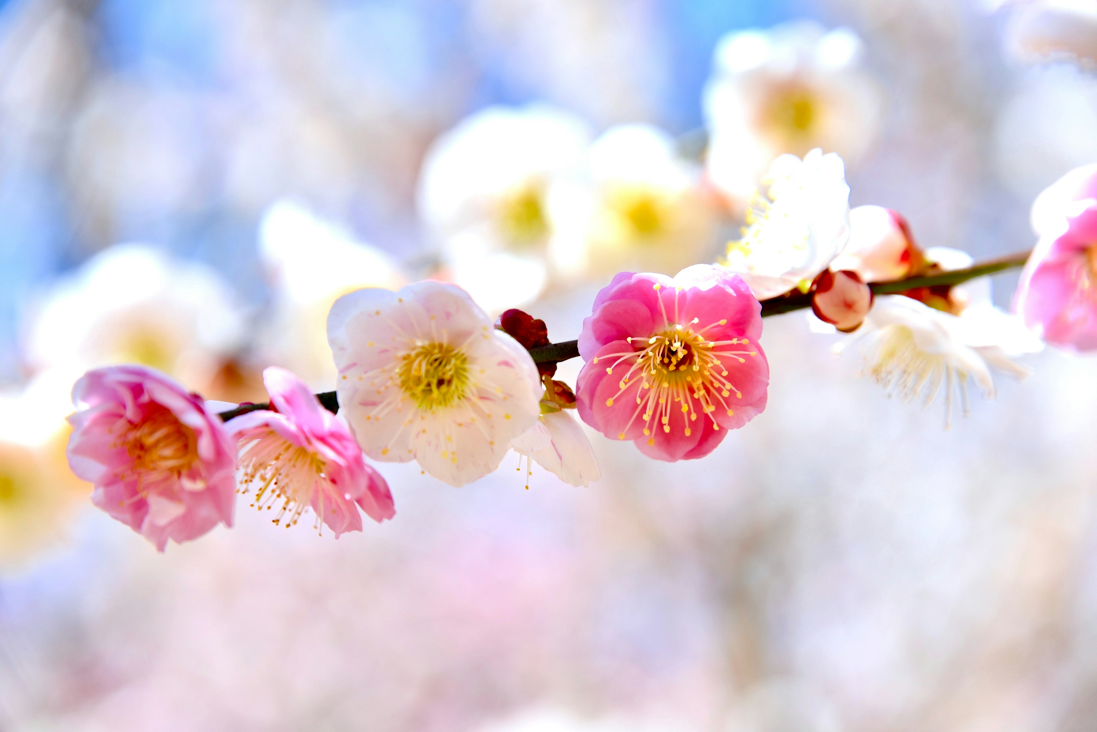 桜の花が咲いている枝のクローズアップ