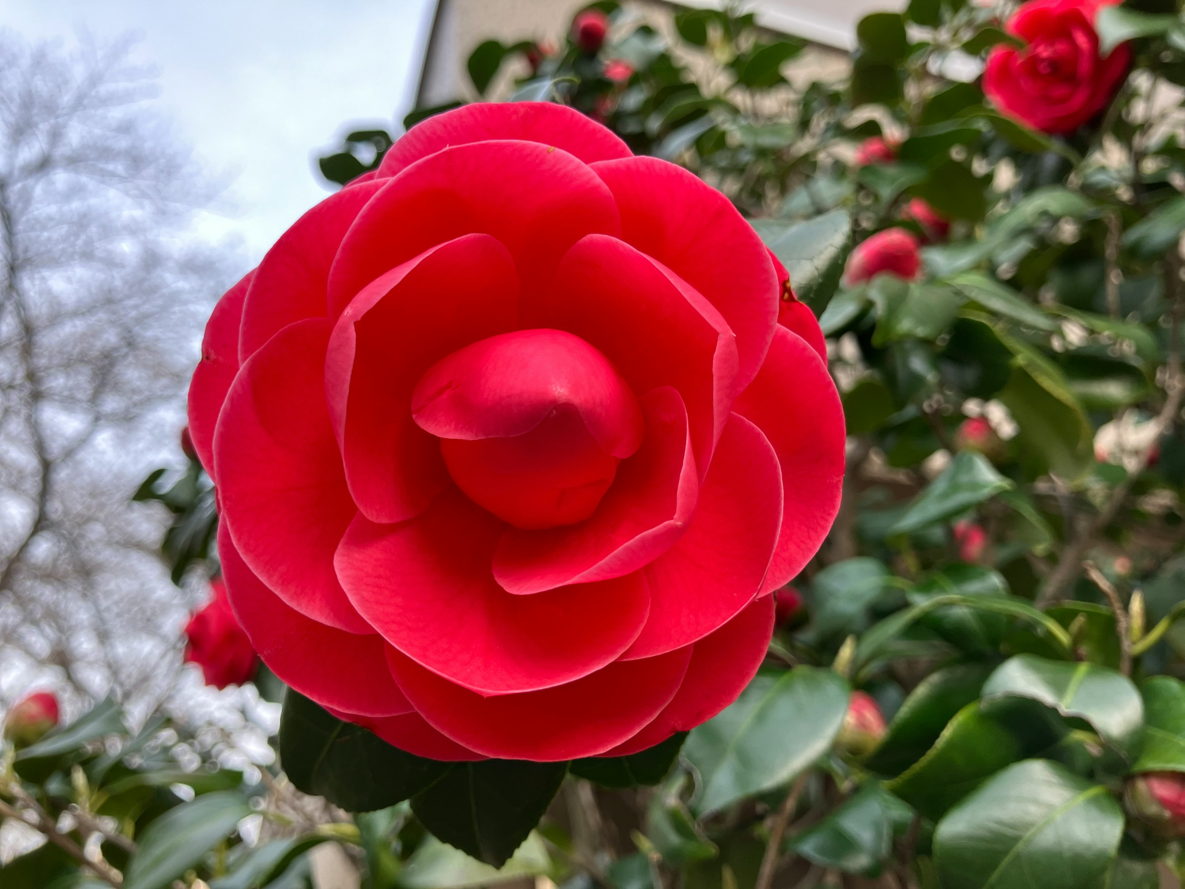 Una flor de camelia roja vibrante en plena floración