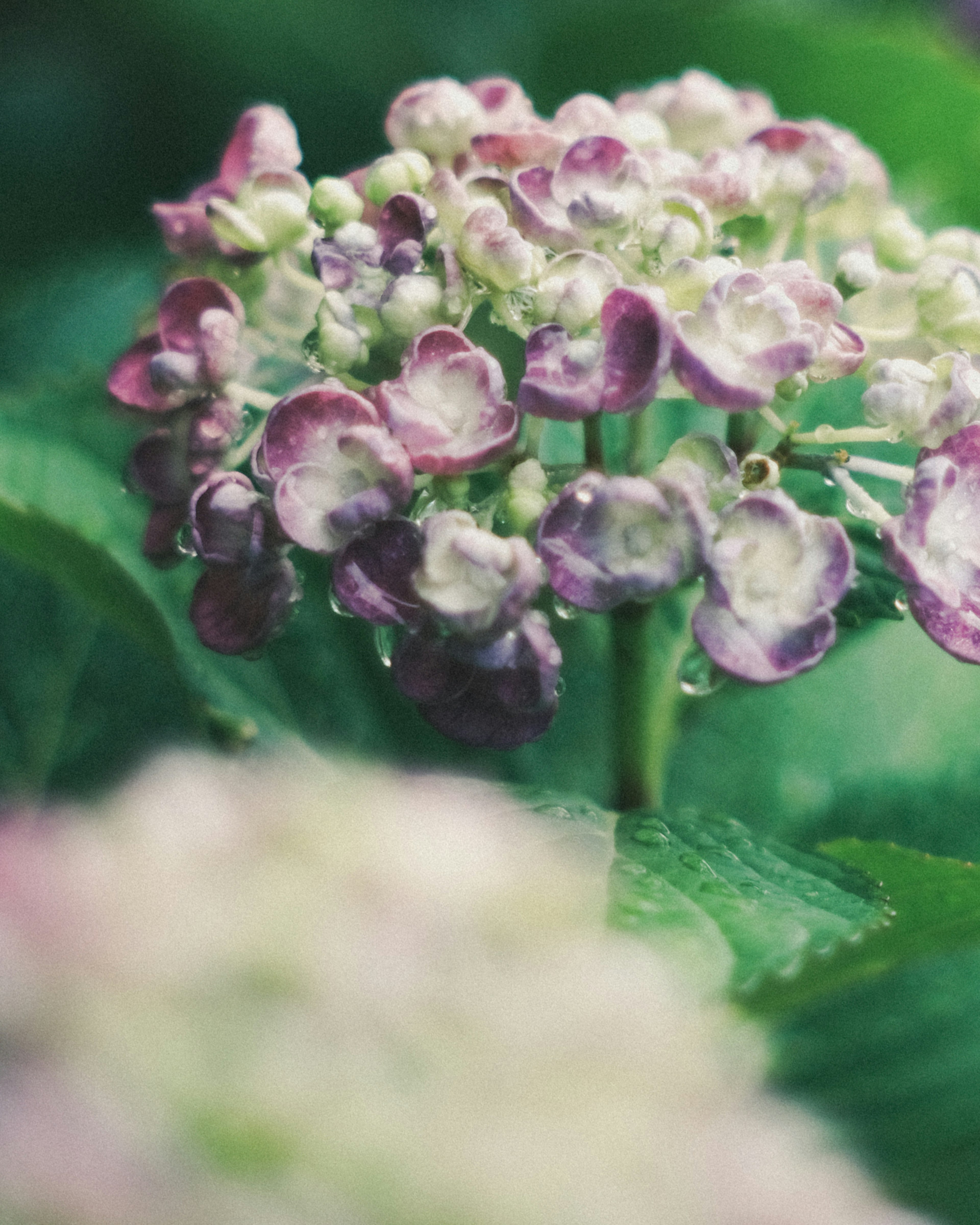 Kedekatan bunga hydrangea dengan kelopak ungu dan daun hijau