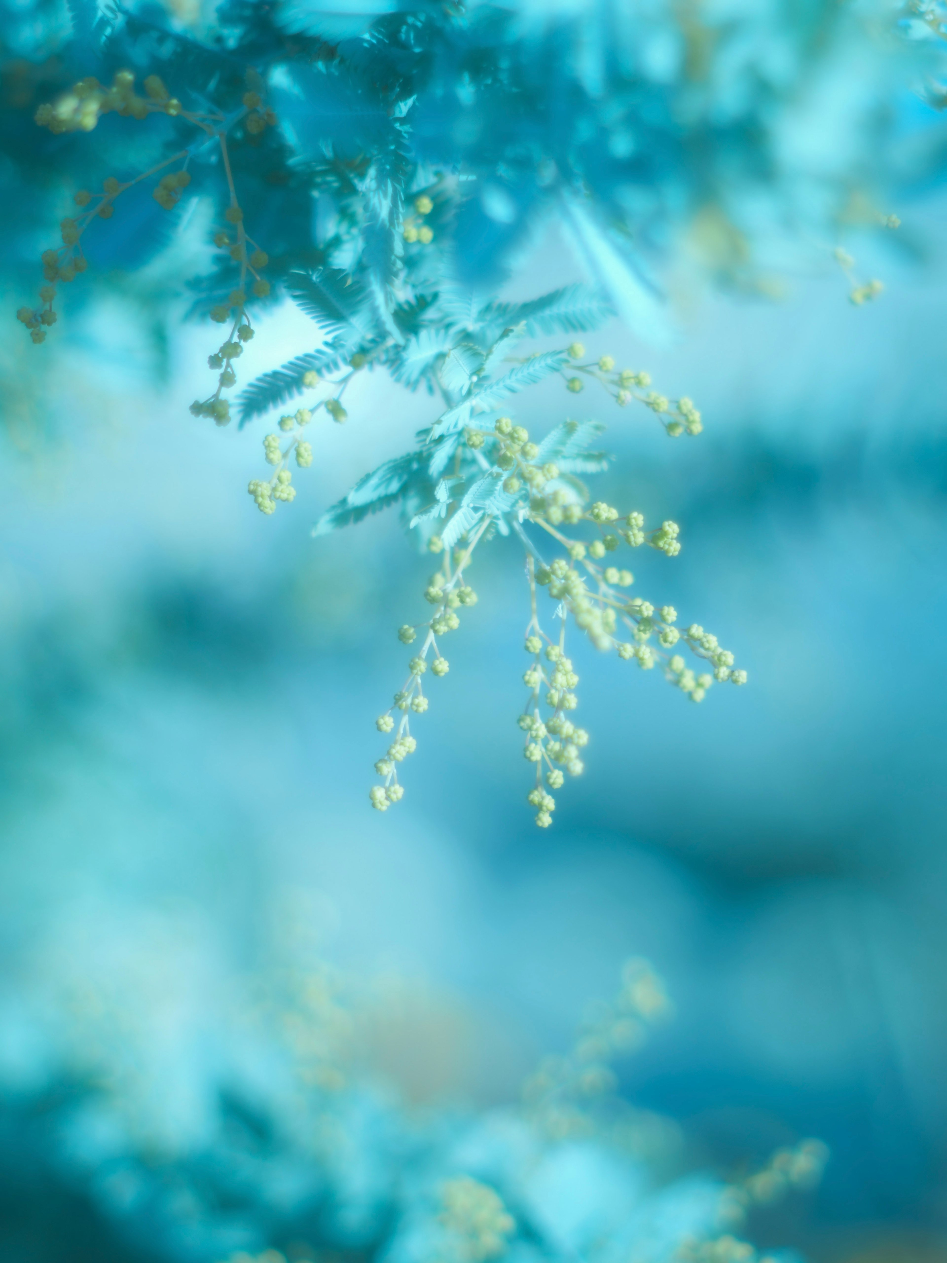 青い背景に黄色い花が咲く植物のクローズアップ