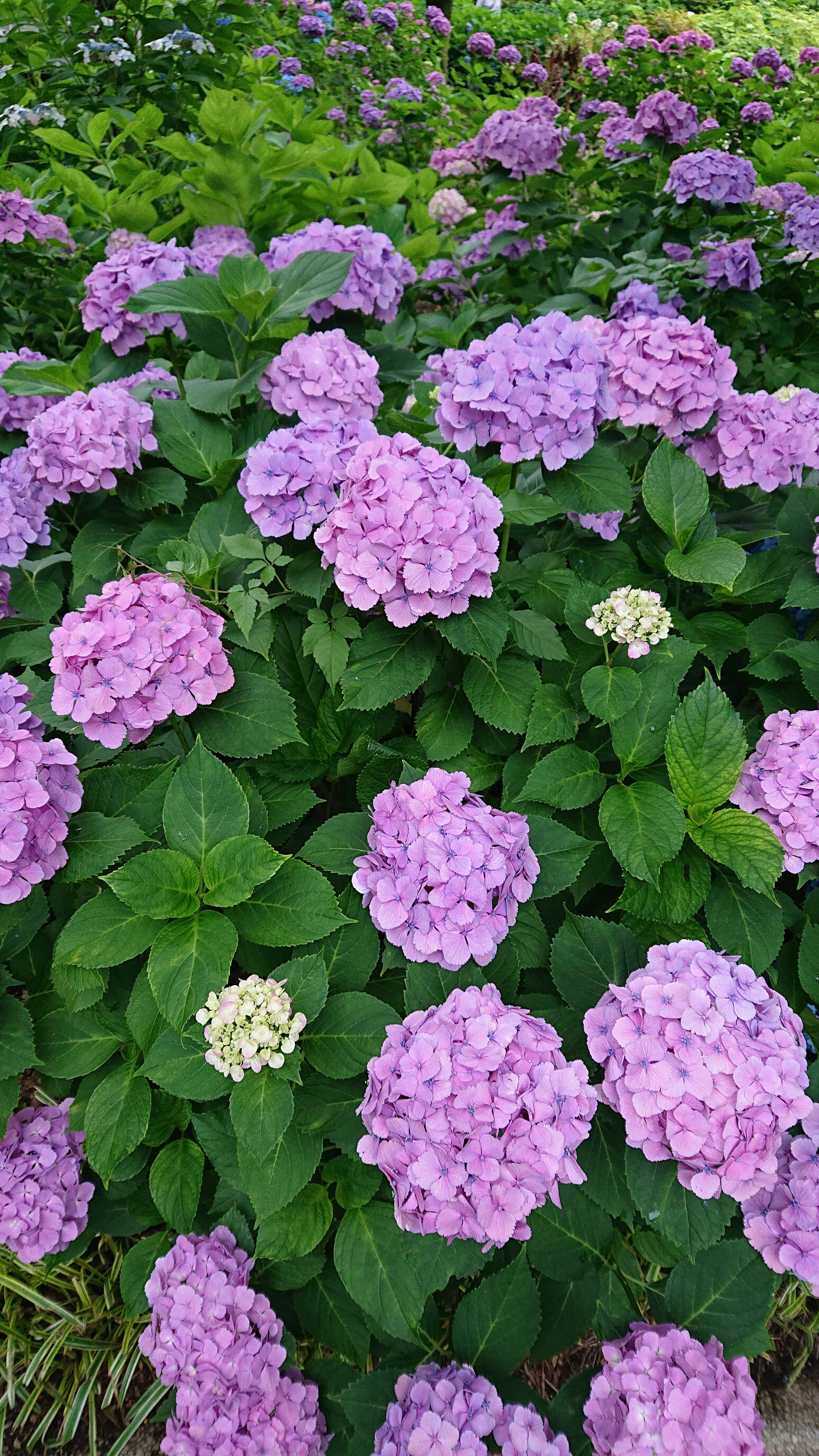 A scene of purple hydrangea flowers surrounded by green leaves