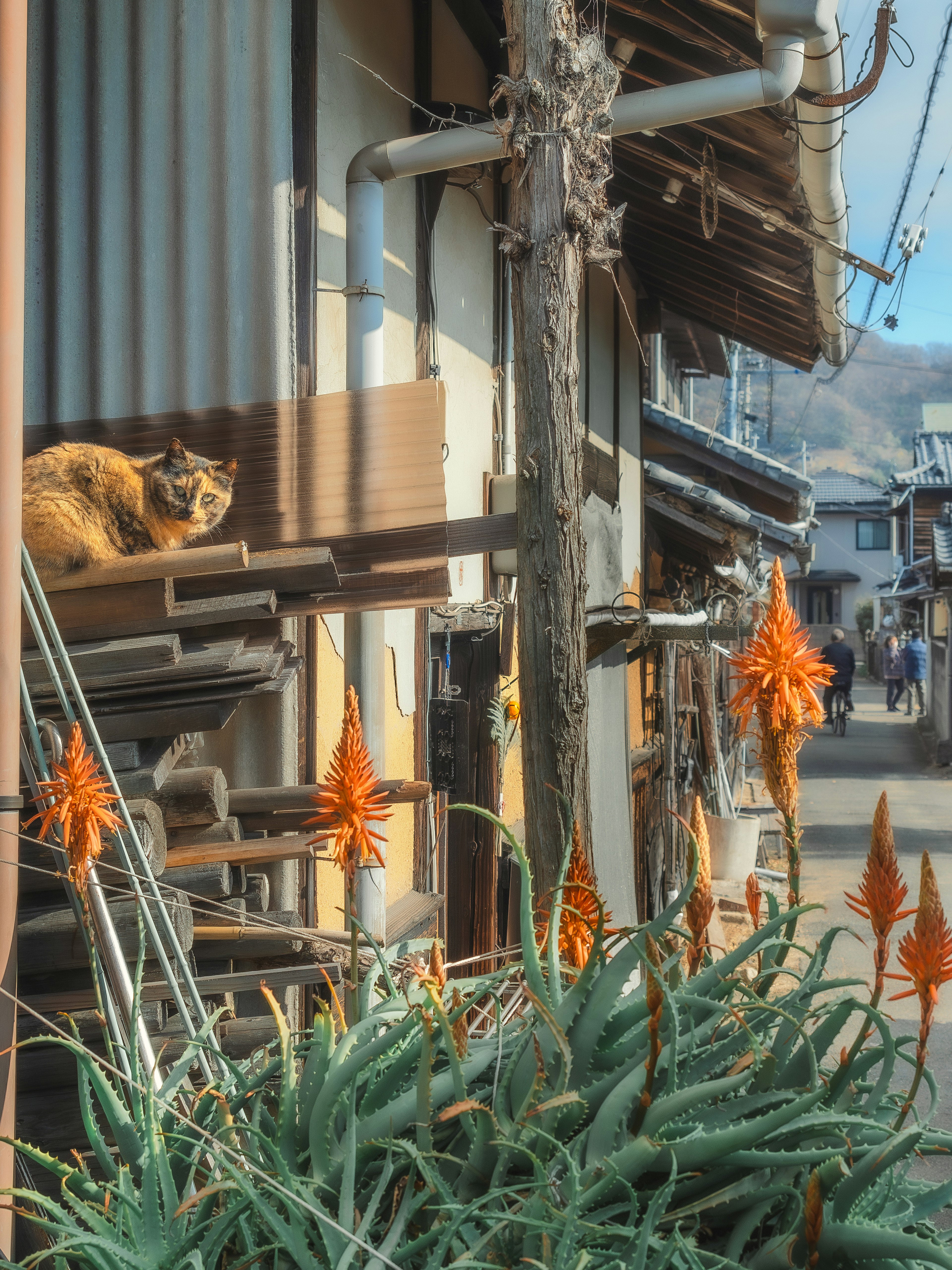 猫が日向でくつろいでいる風景とオレンジの花の植物