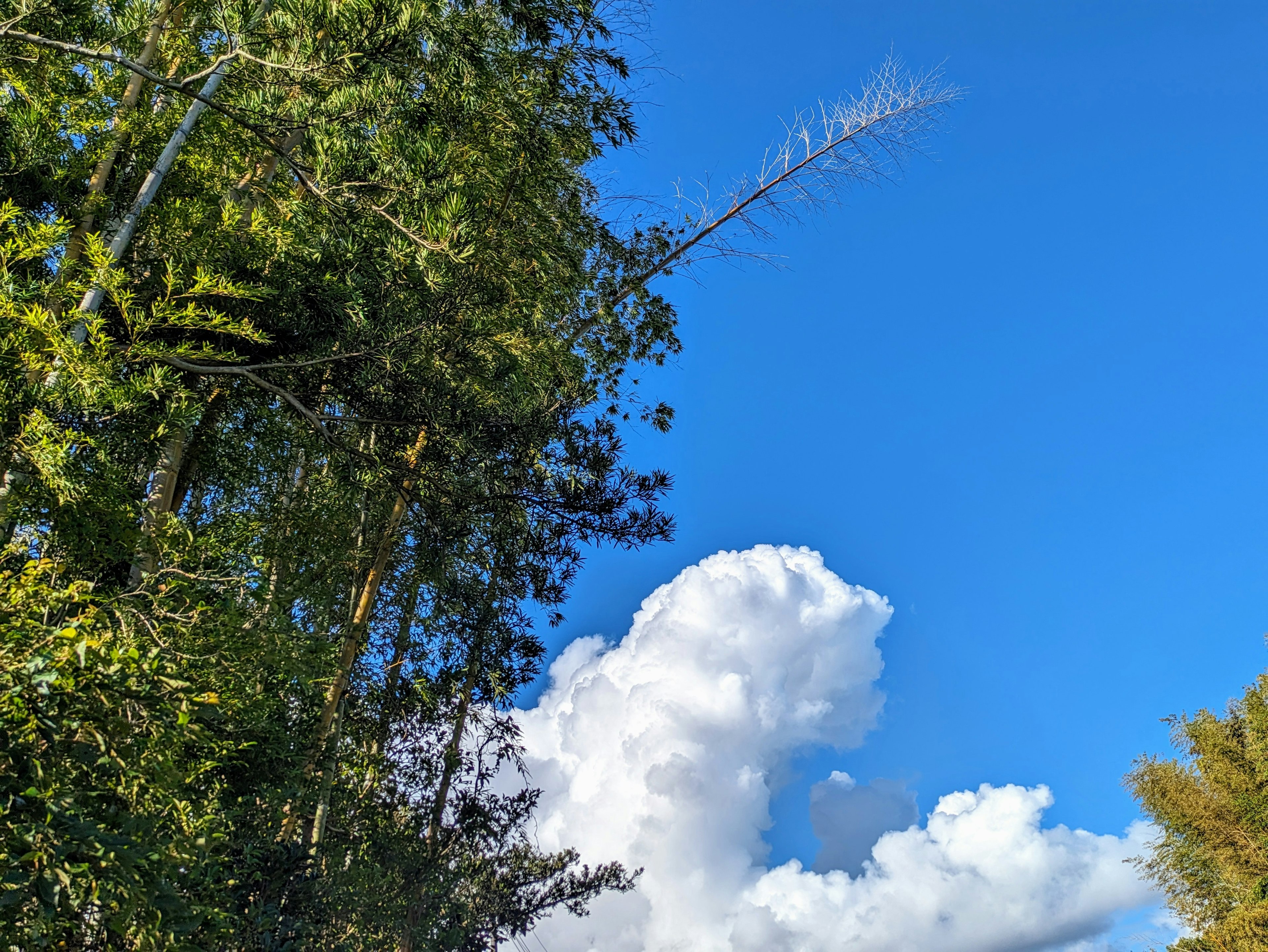 Alberi verdi contro un cielo azzurro brillante con nuvole bianche e soffici