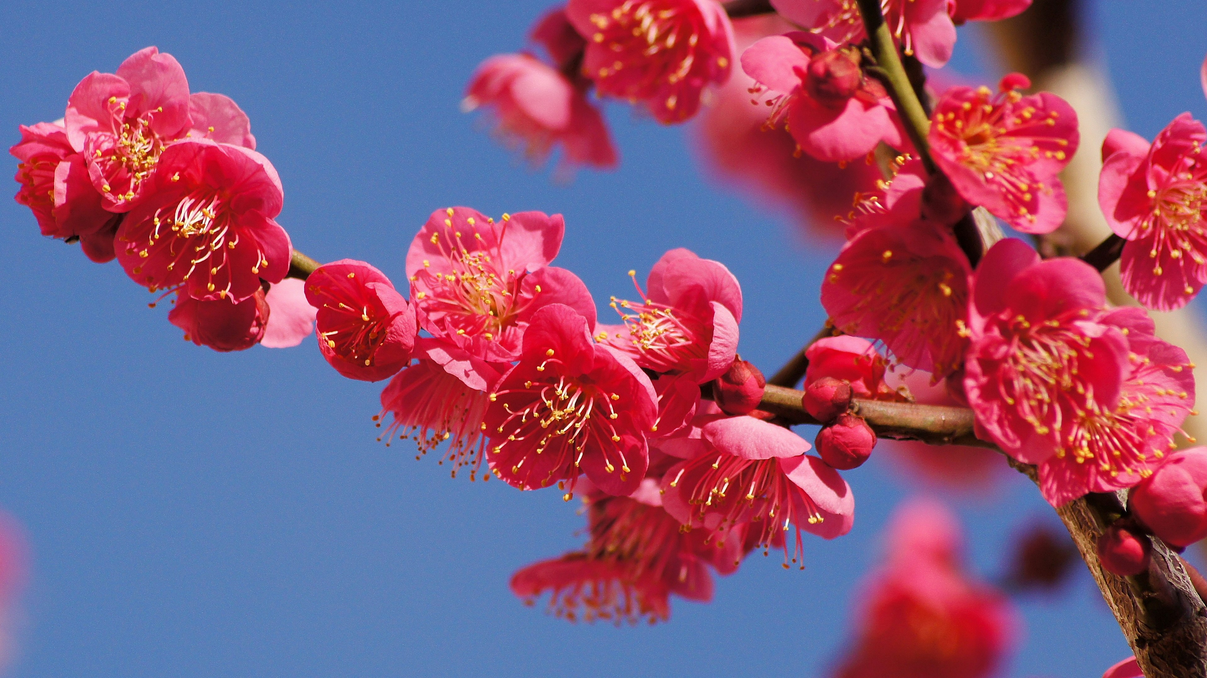 Vibrant pink plum blossoms against a blue sky