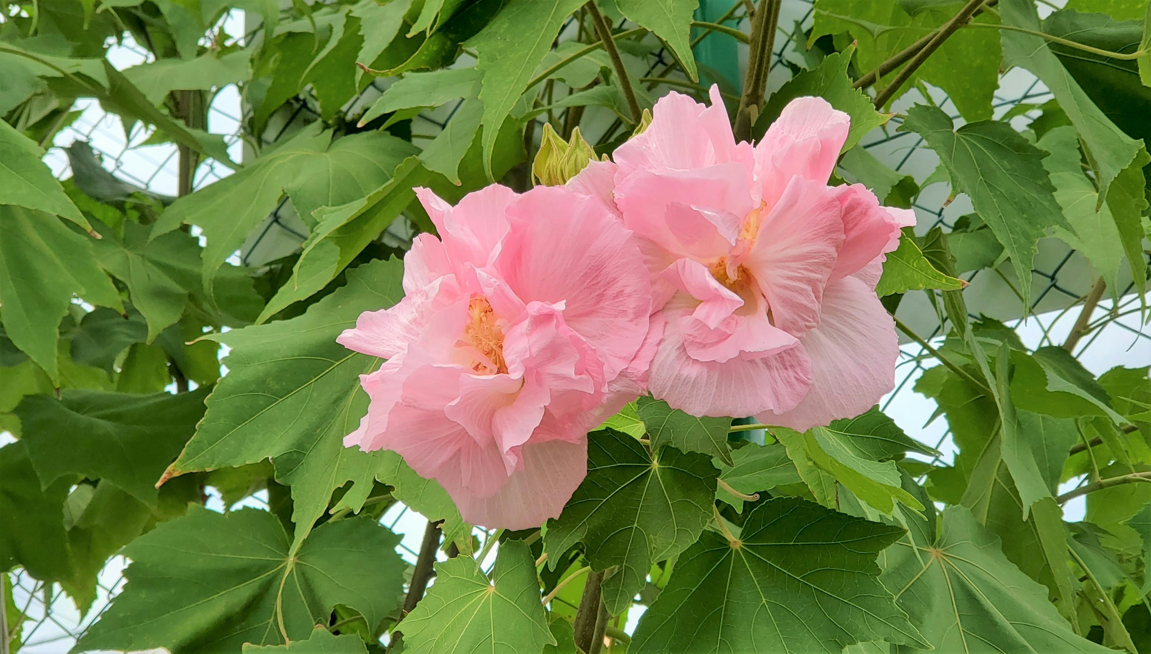 緑の葉に囲まれた美しいピンクの花が咲いている