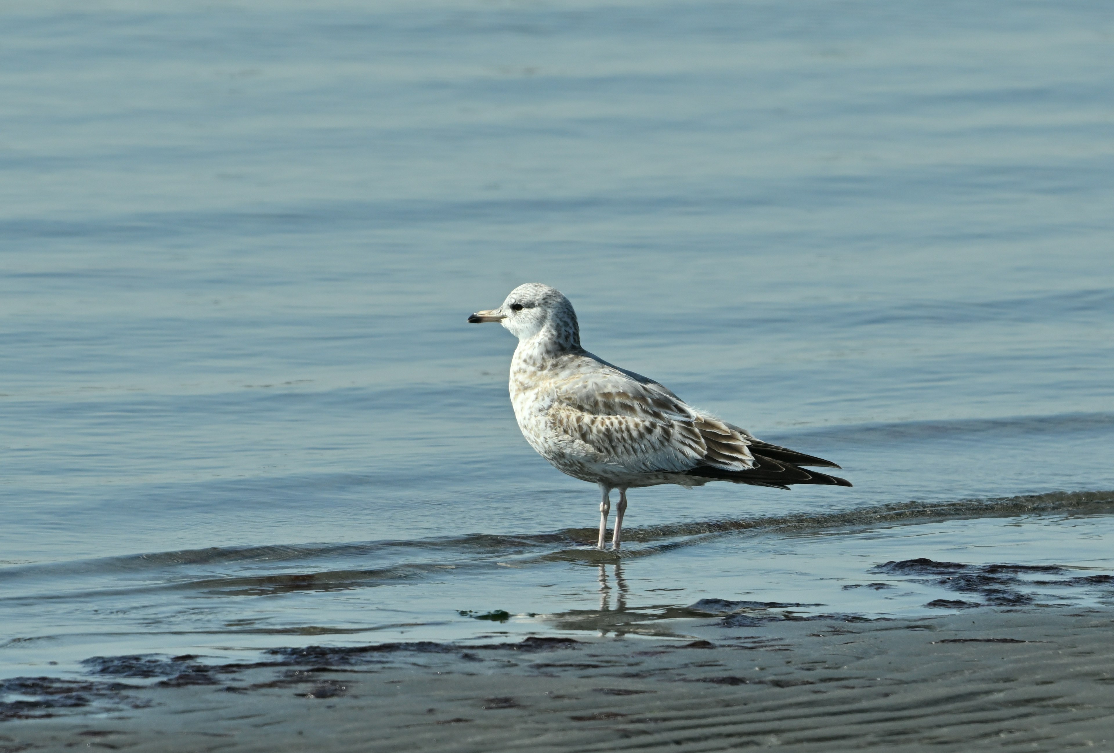 Una gaviota joven de pie en la orilla del agua