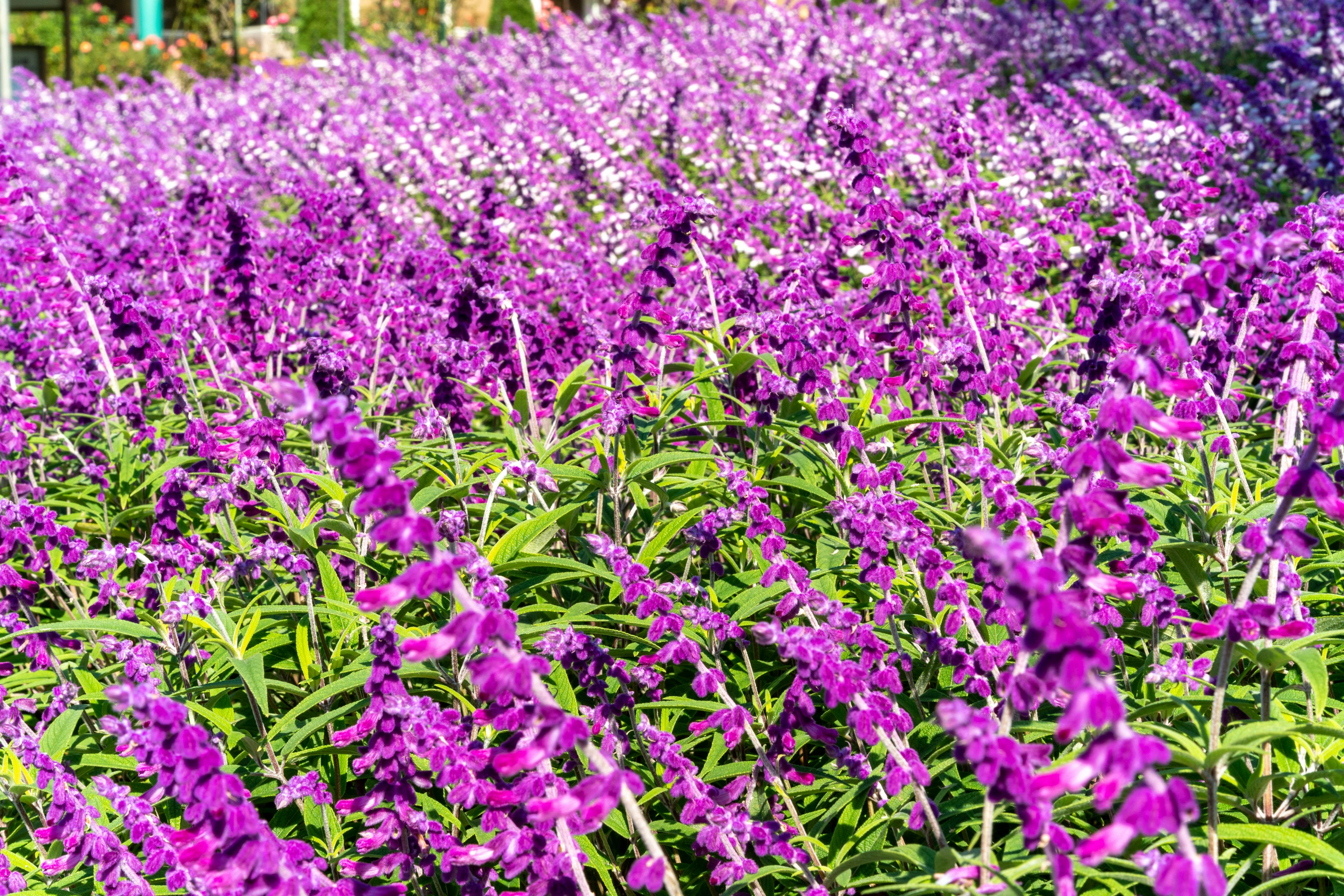 美丽的花园场景，铺满紫色花朵