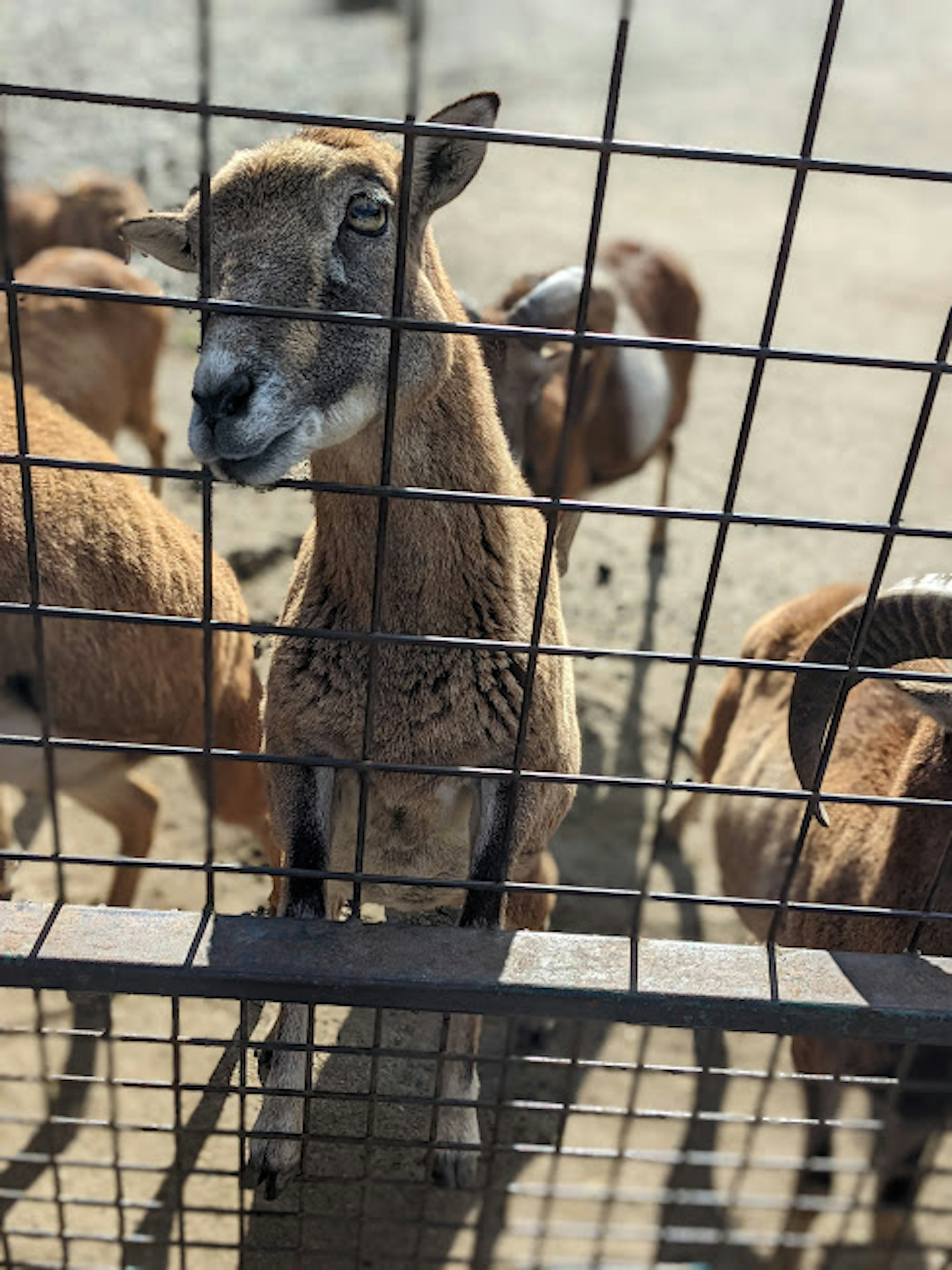 Gruppo di capre dietro una recinzione con una capra che guarda direttamente la fotocamera