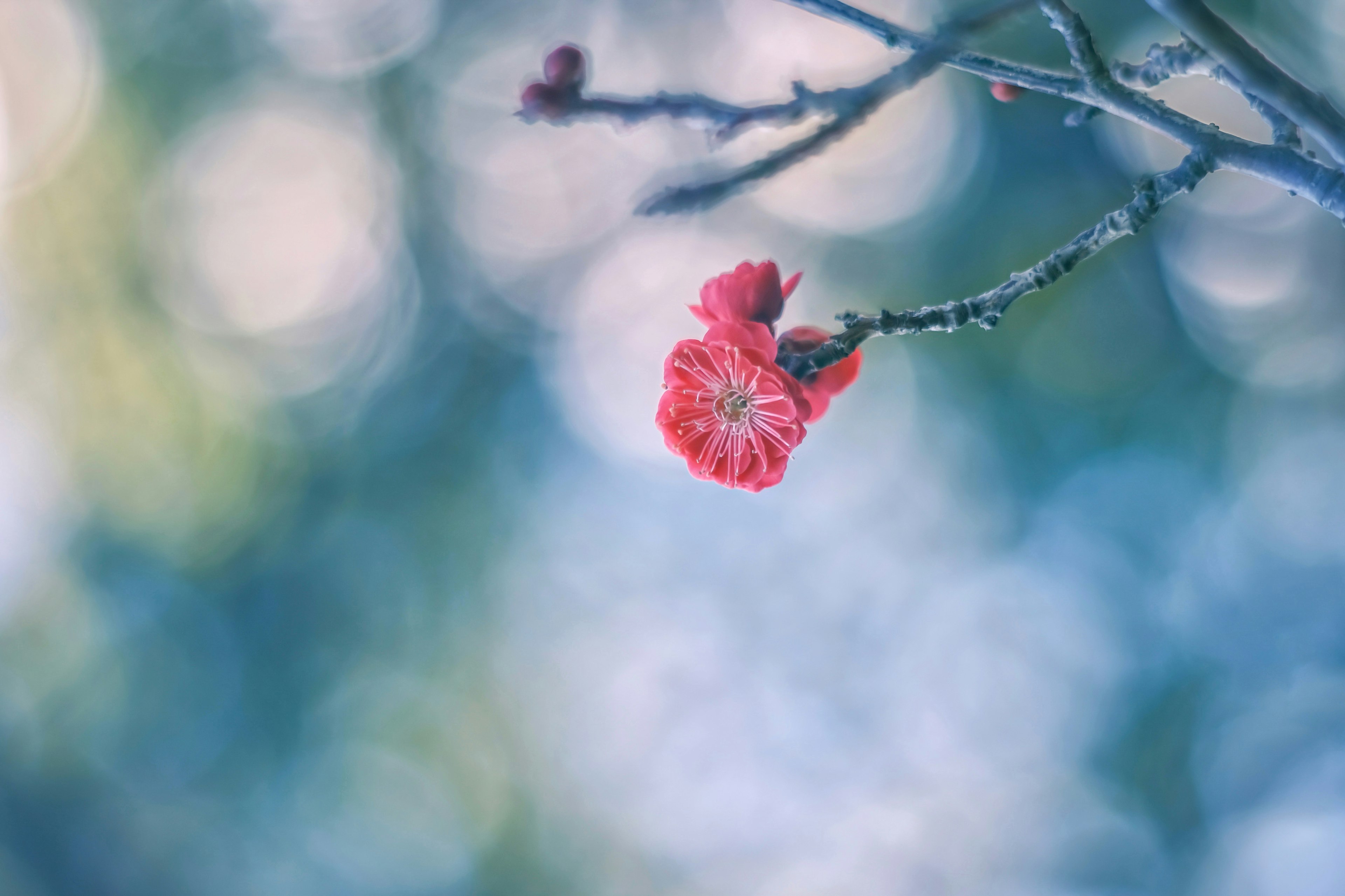 Rote Blume blüht an einem Zweig vor einem sanften blauen Hintergrund