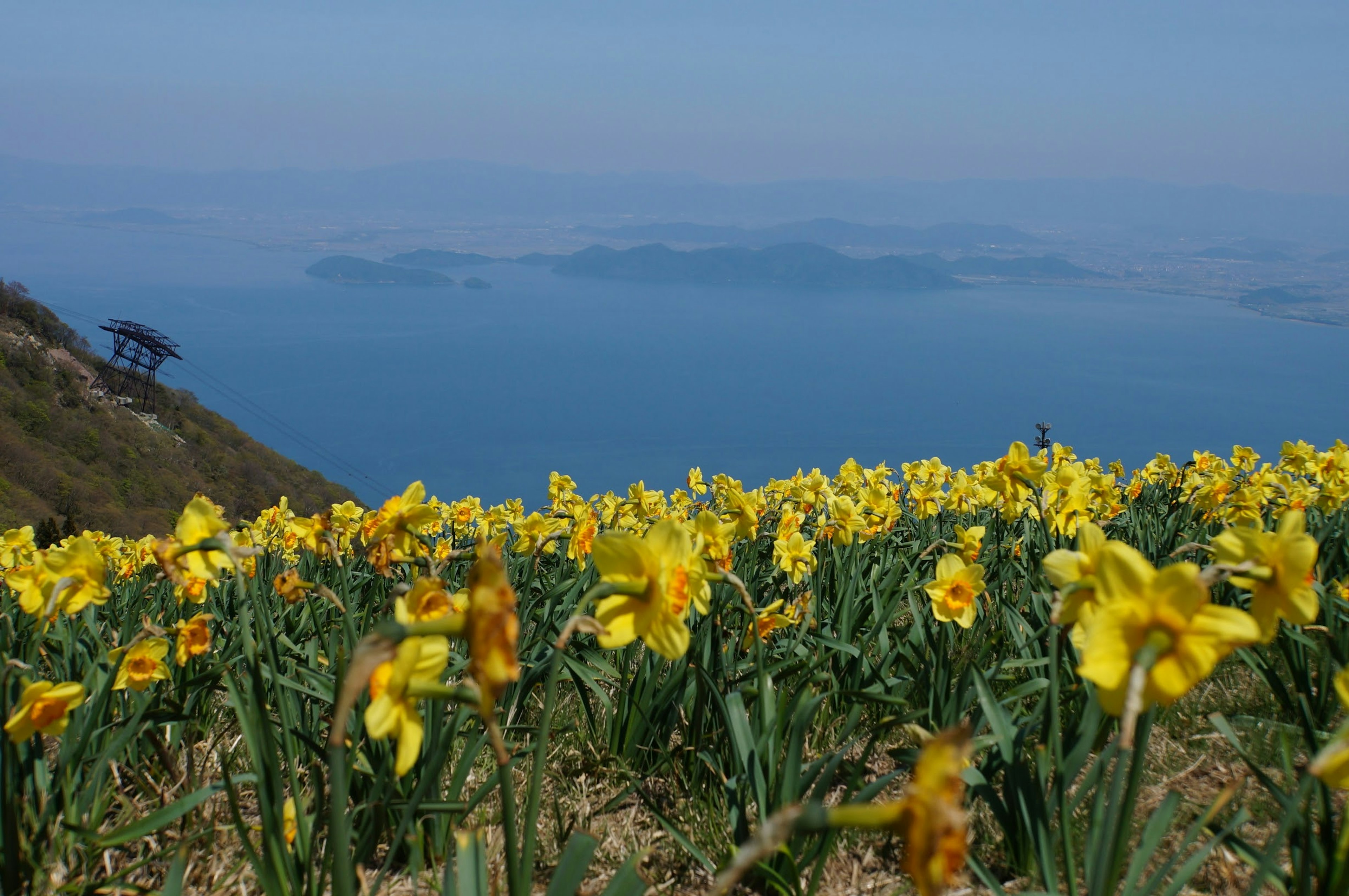 Feld mit gelben Blumen mit Blick auf ein ruhiges blaues Meer