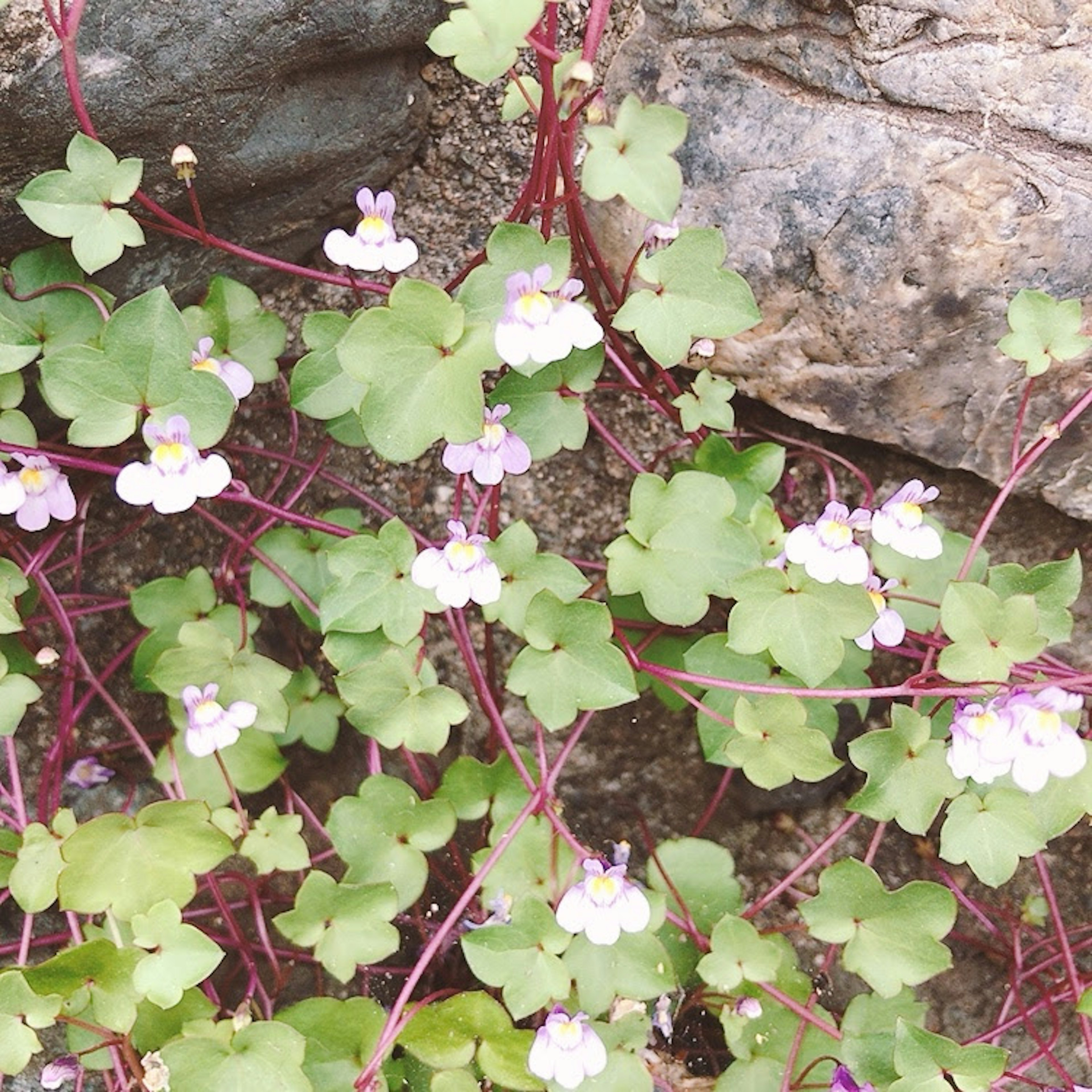 Planta verde con pequeñas flores blancas y moradas creciendo junto a una roca