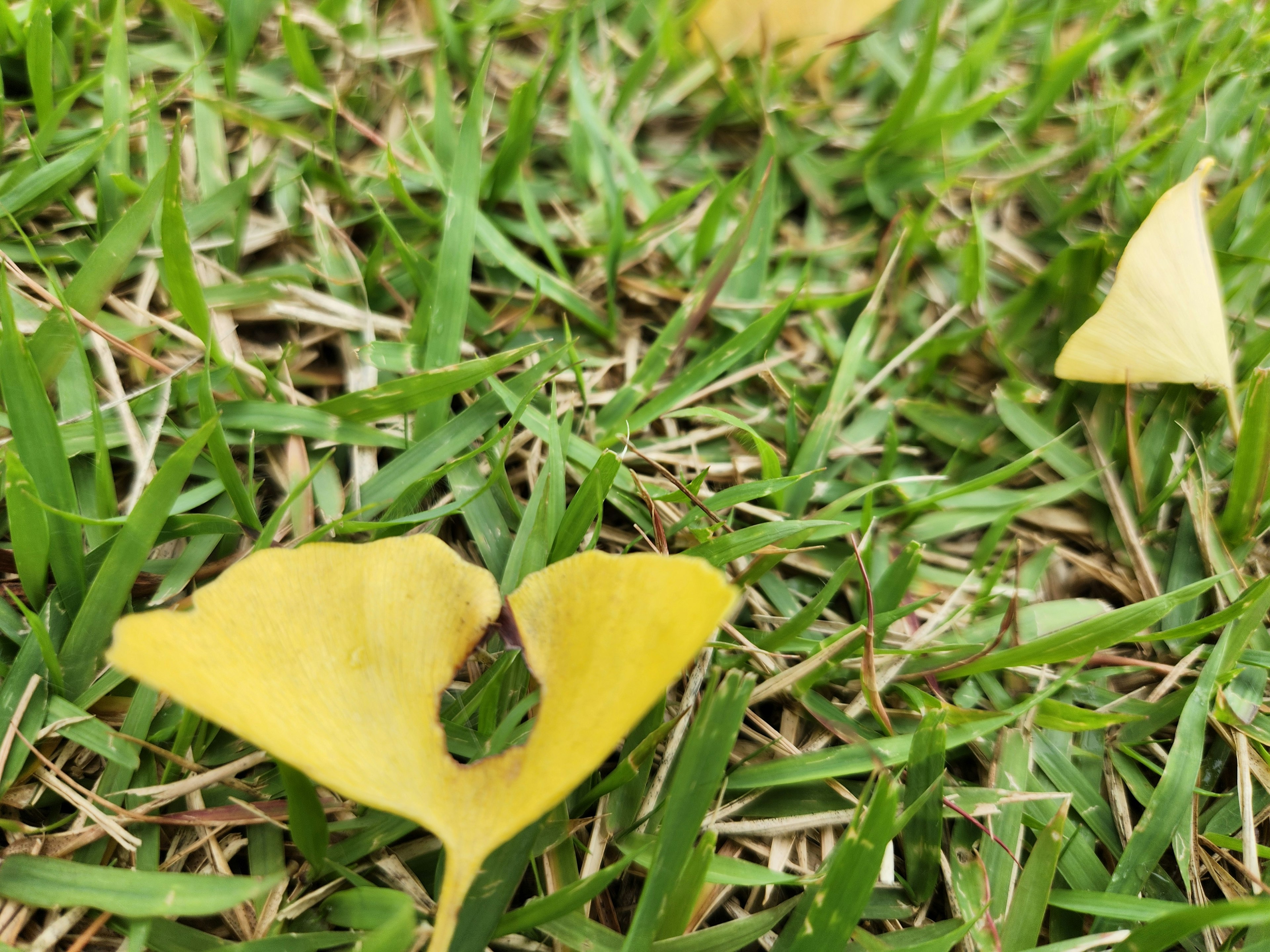 緑の草の上に落ちた黄色いイチョウの葉と小さな虫