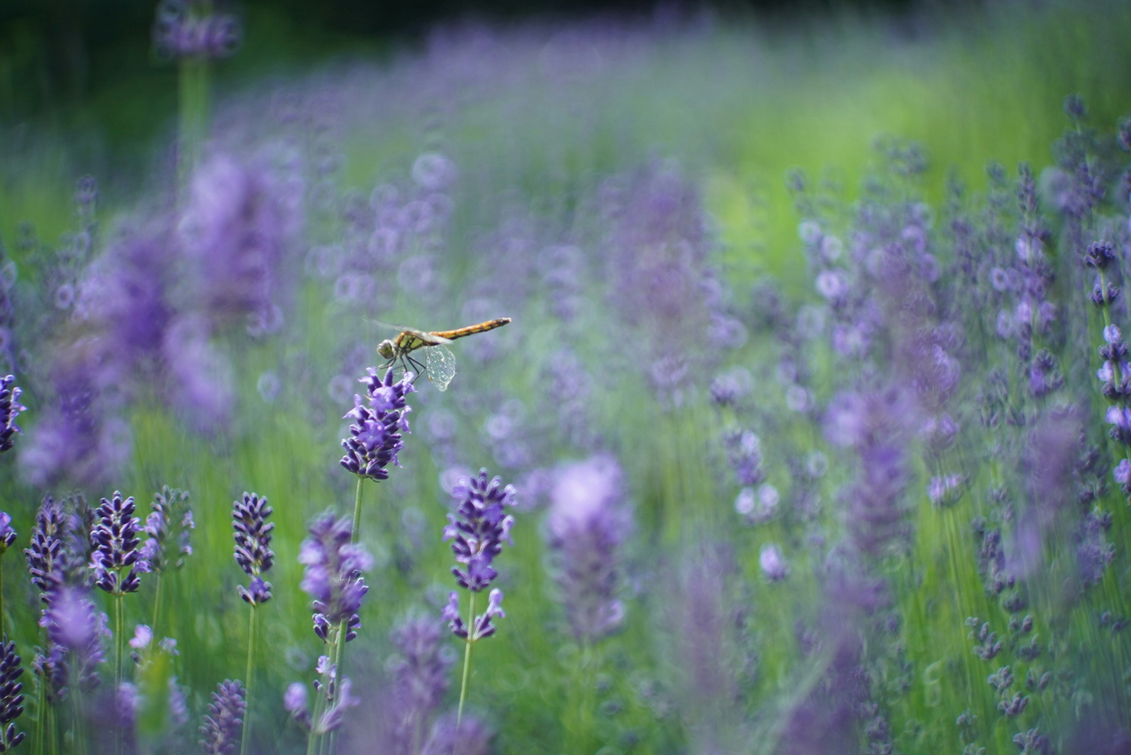 Primer plano de un campo de lavanda con un insecto volador