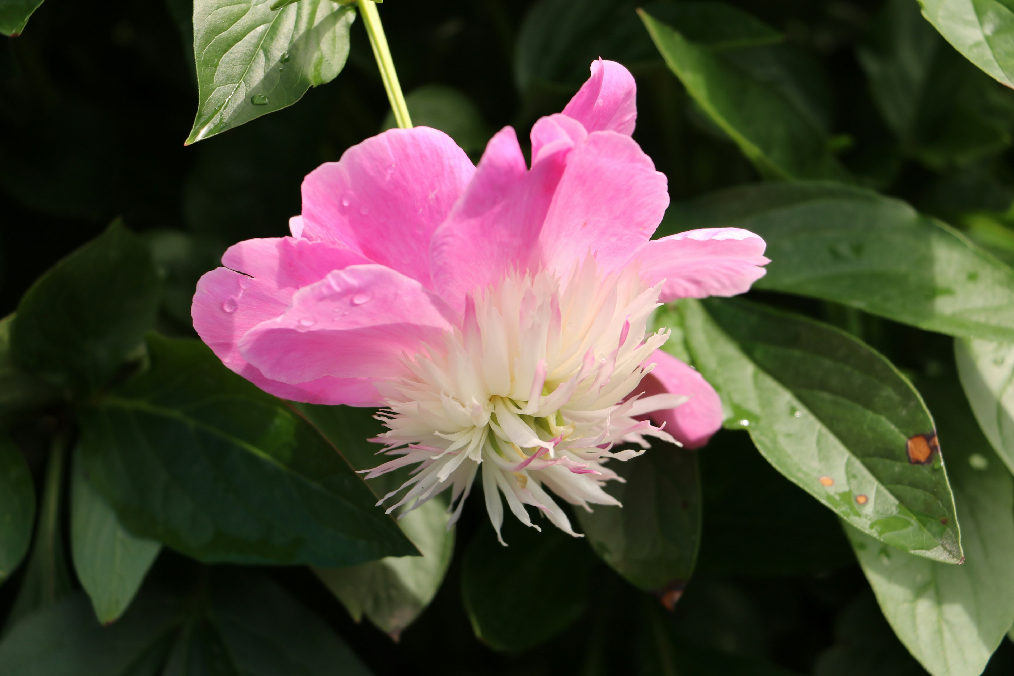 Bunga pink cerah dengan daun hijau