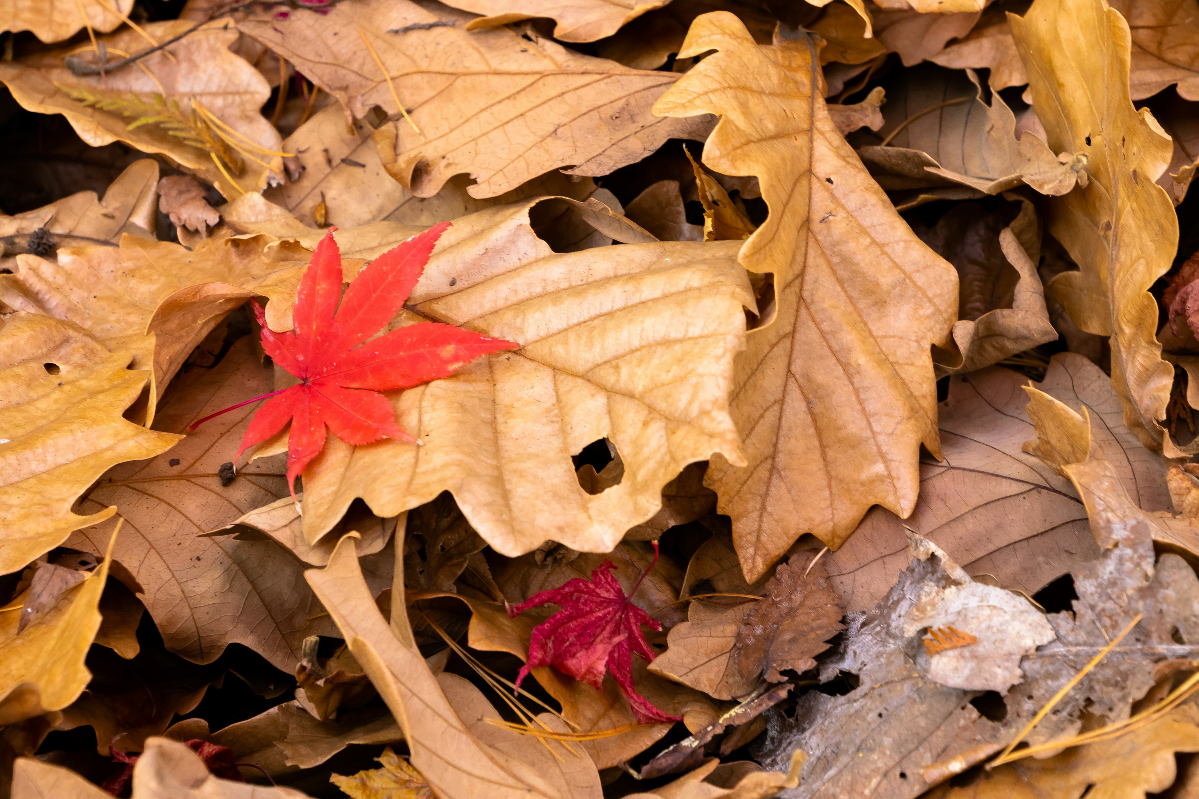 Una foglia di acero rosso spicca tra le foglie d'autunno