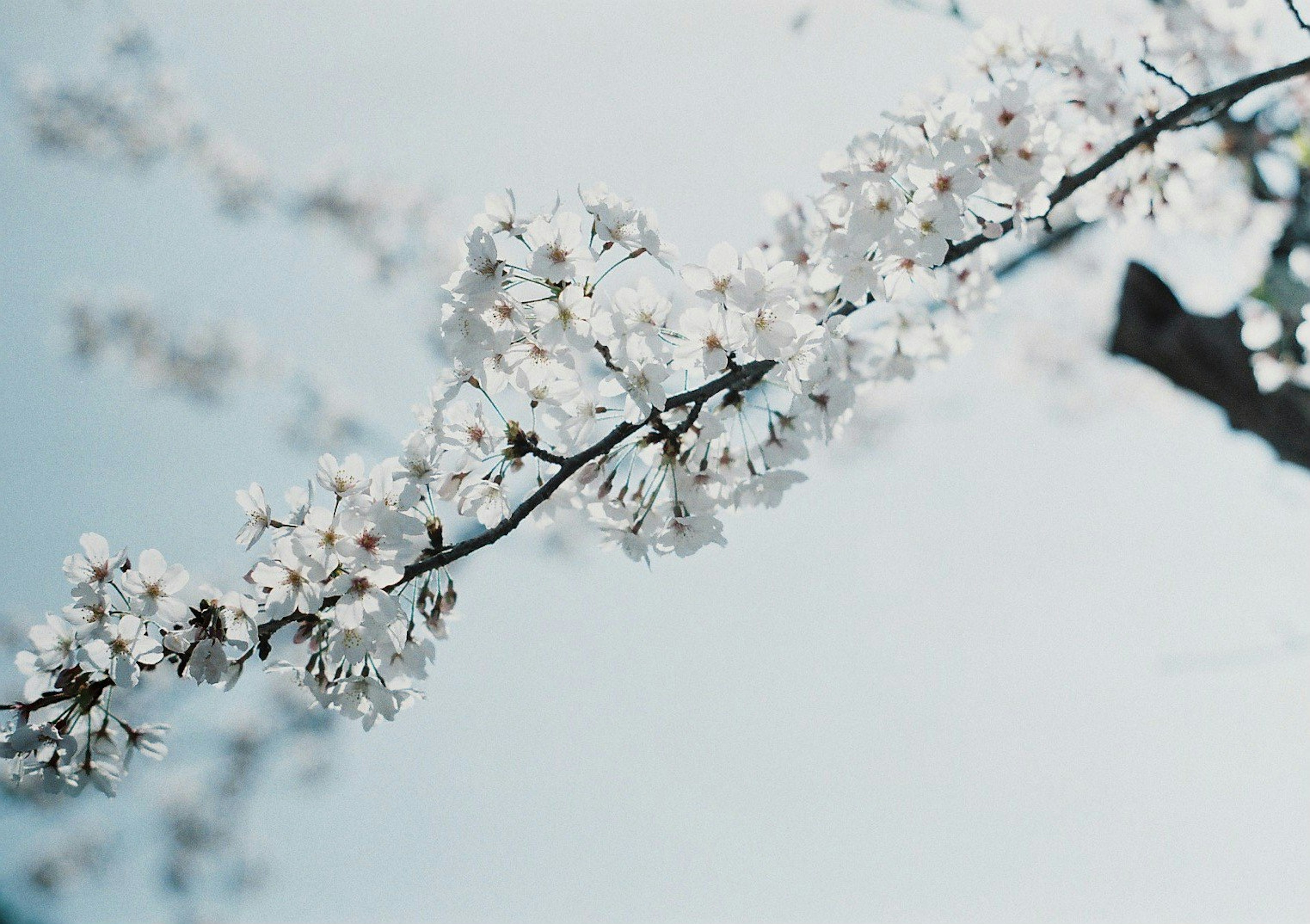 Branch of white cherry blossoms under a blue sky