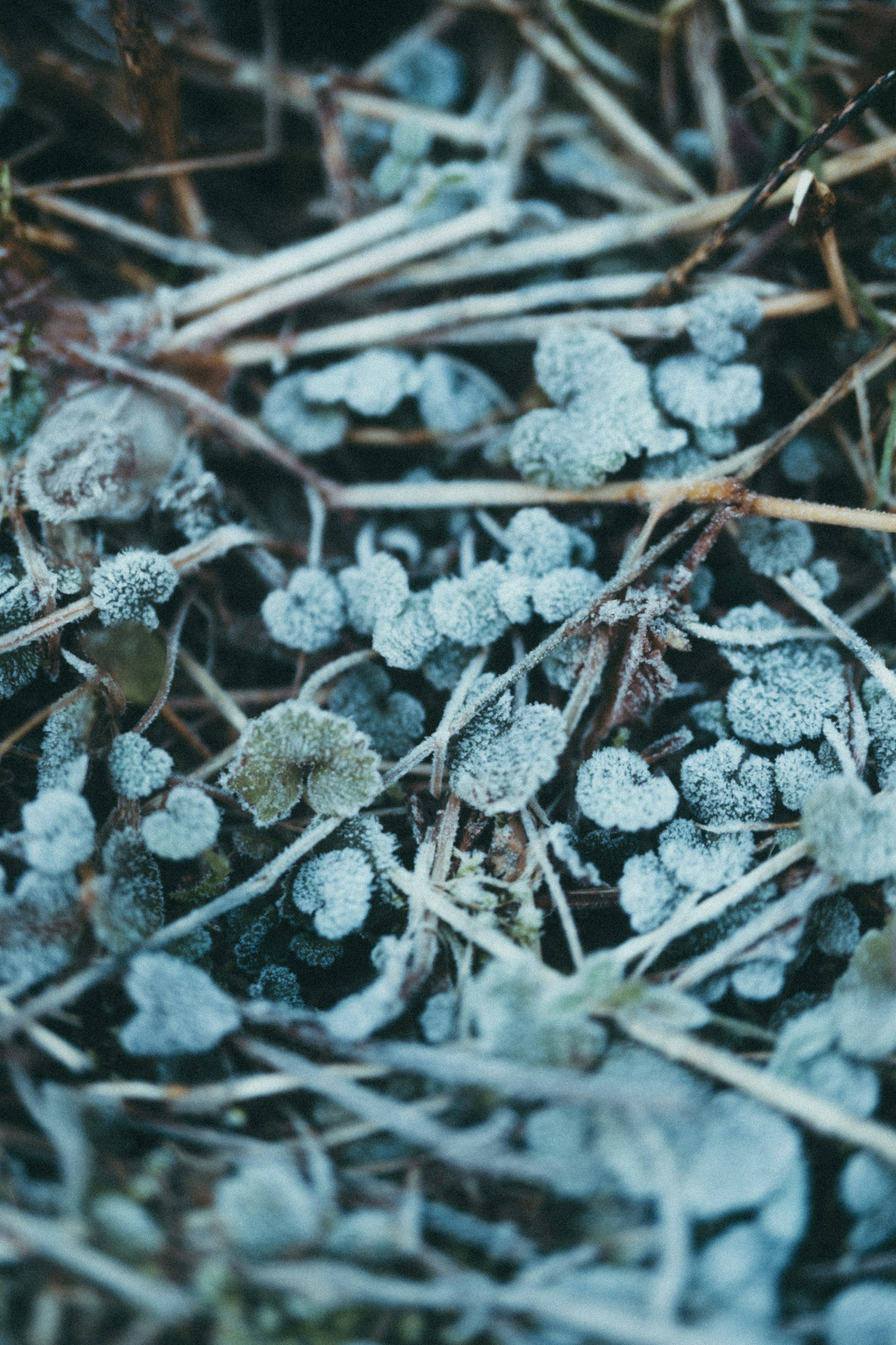 Nahaufnahme von frostbedeckten Pflanzenblättern und trockenem Gras