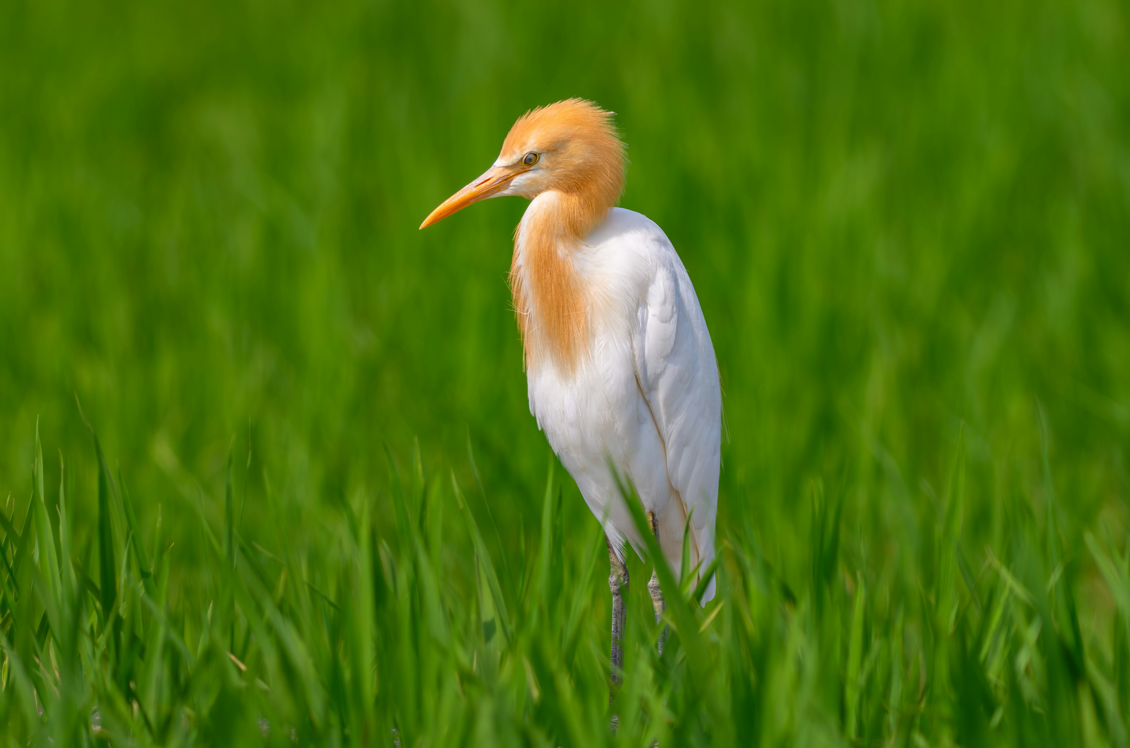 Perfil de un ave blanca de pie en un campo de arroz verde