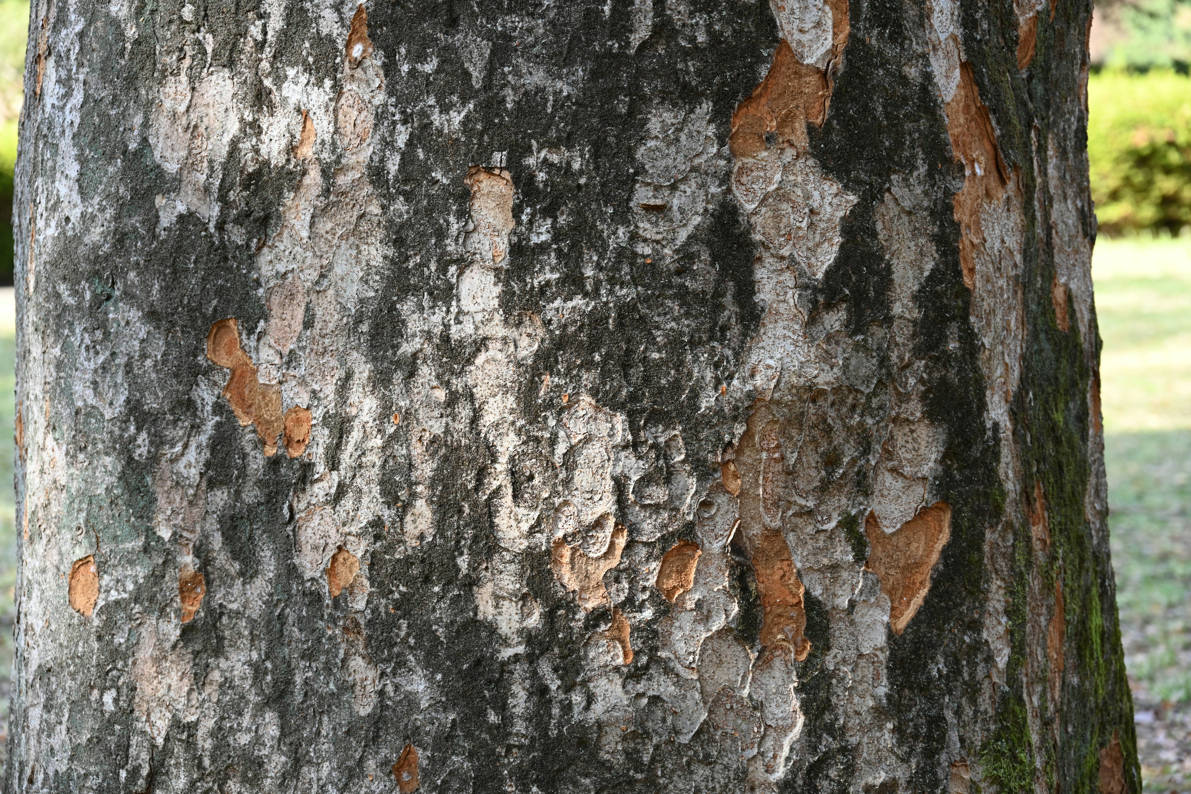 Detailed texture and color of tree bark