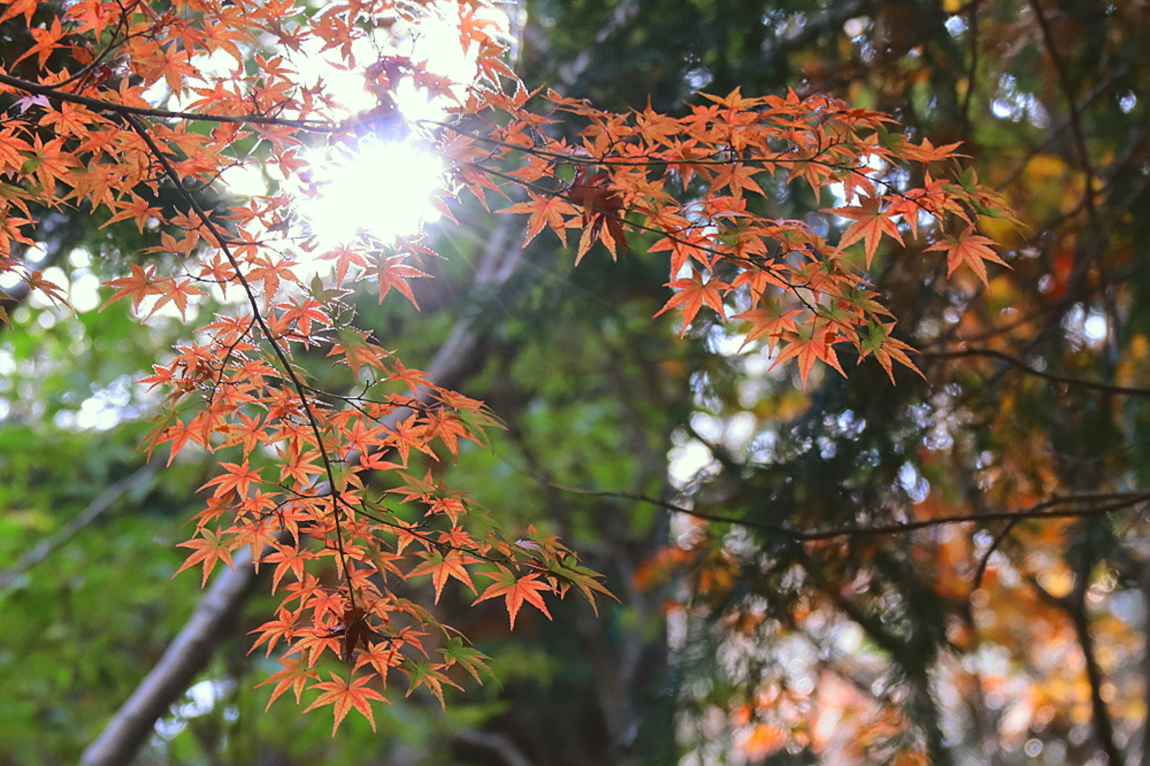 Hojas de arce en colores de otoño con luz solar filtrándose entre los árboles