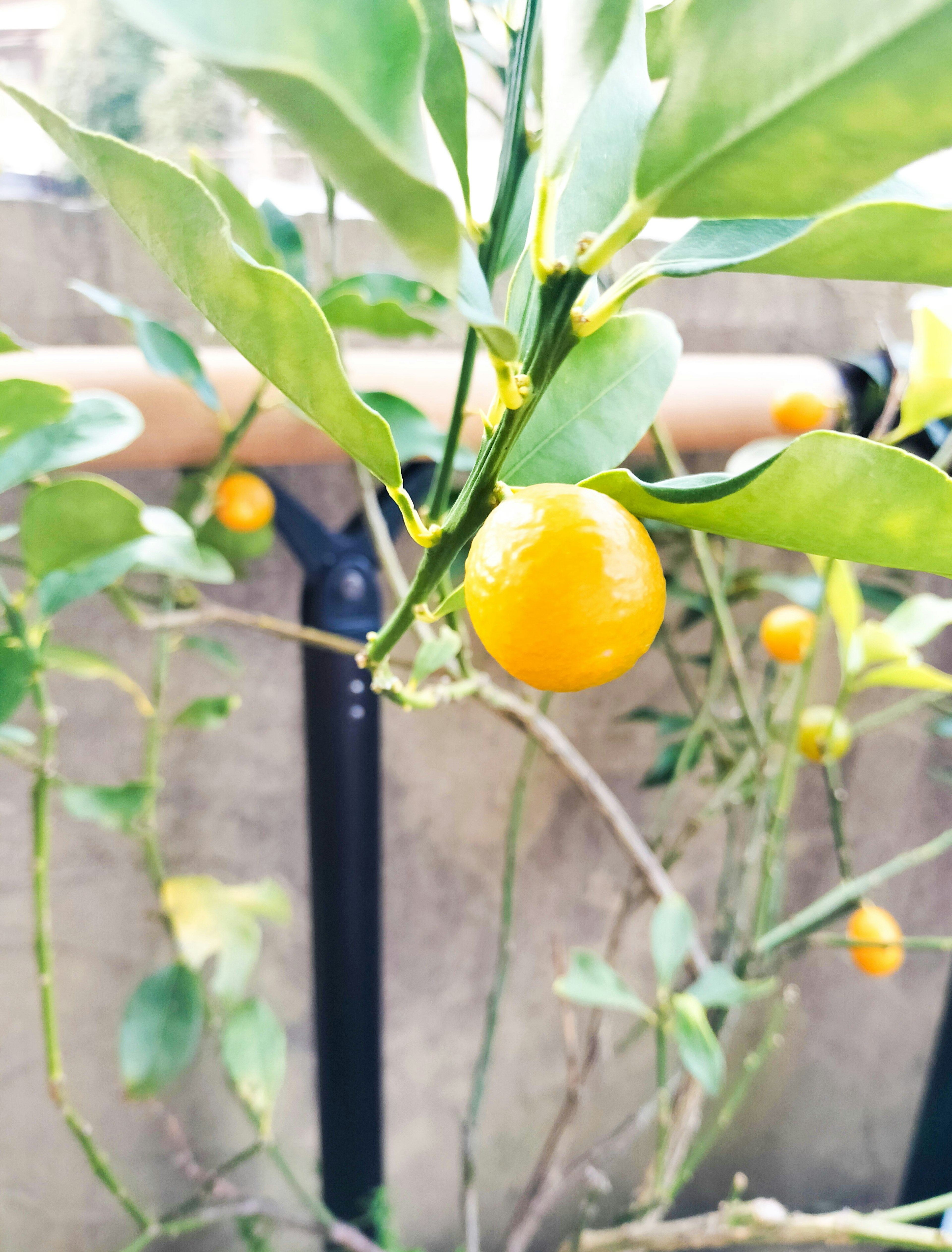 Un petit fruit citrus orange suspendu parmi des feuilles vertes