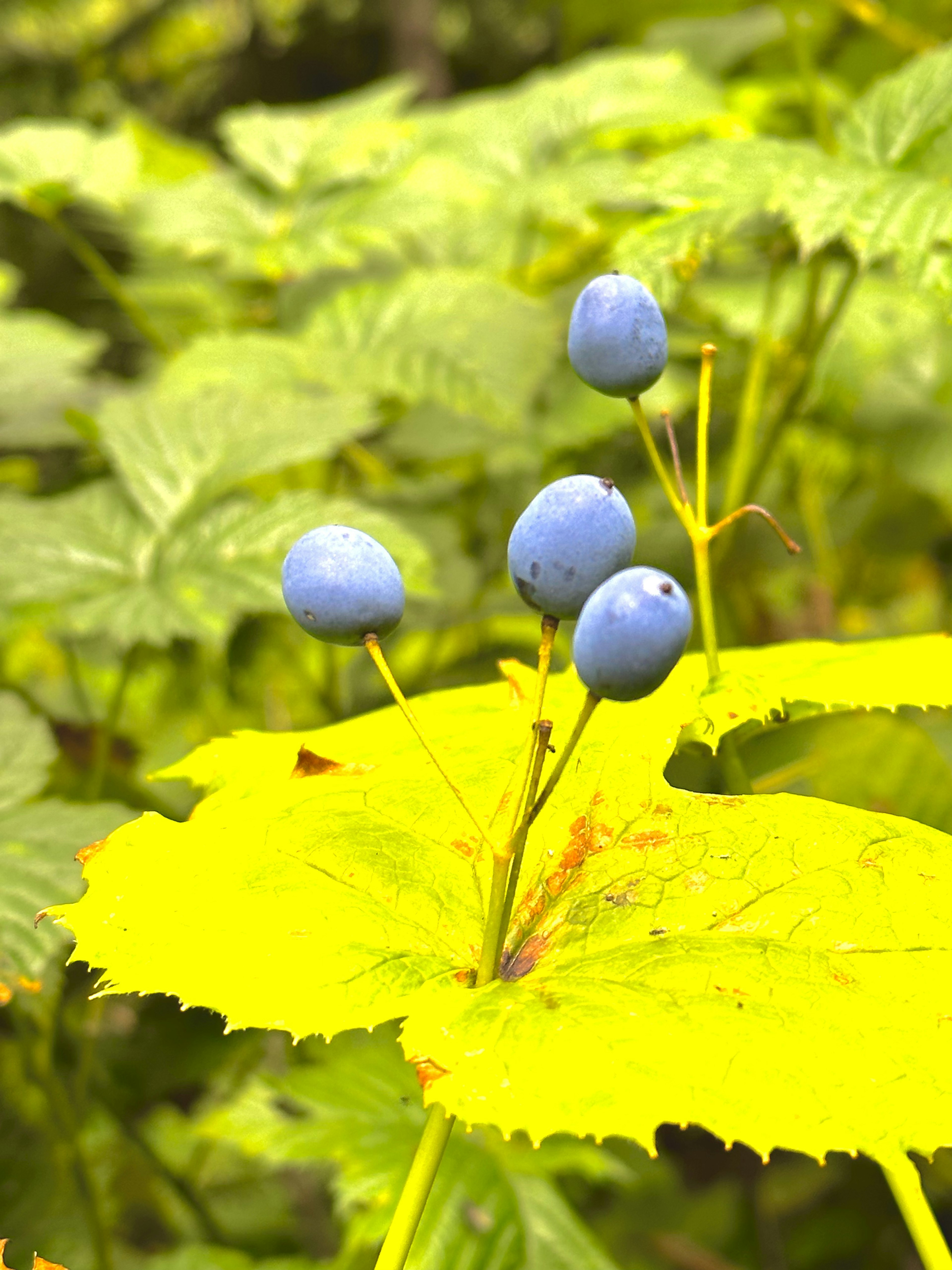 黄色い葉の上にある青い実が特徴的な植物