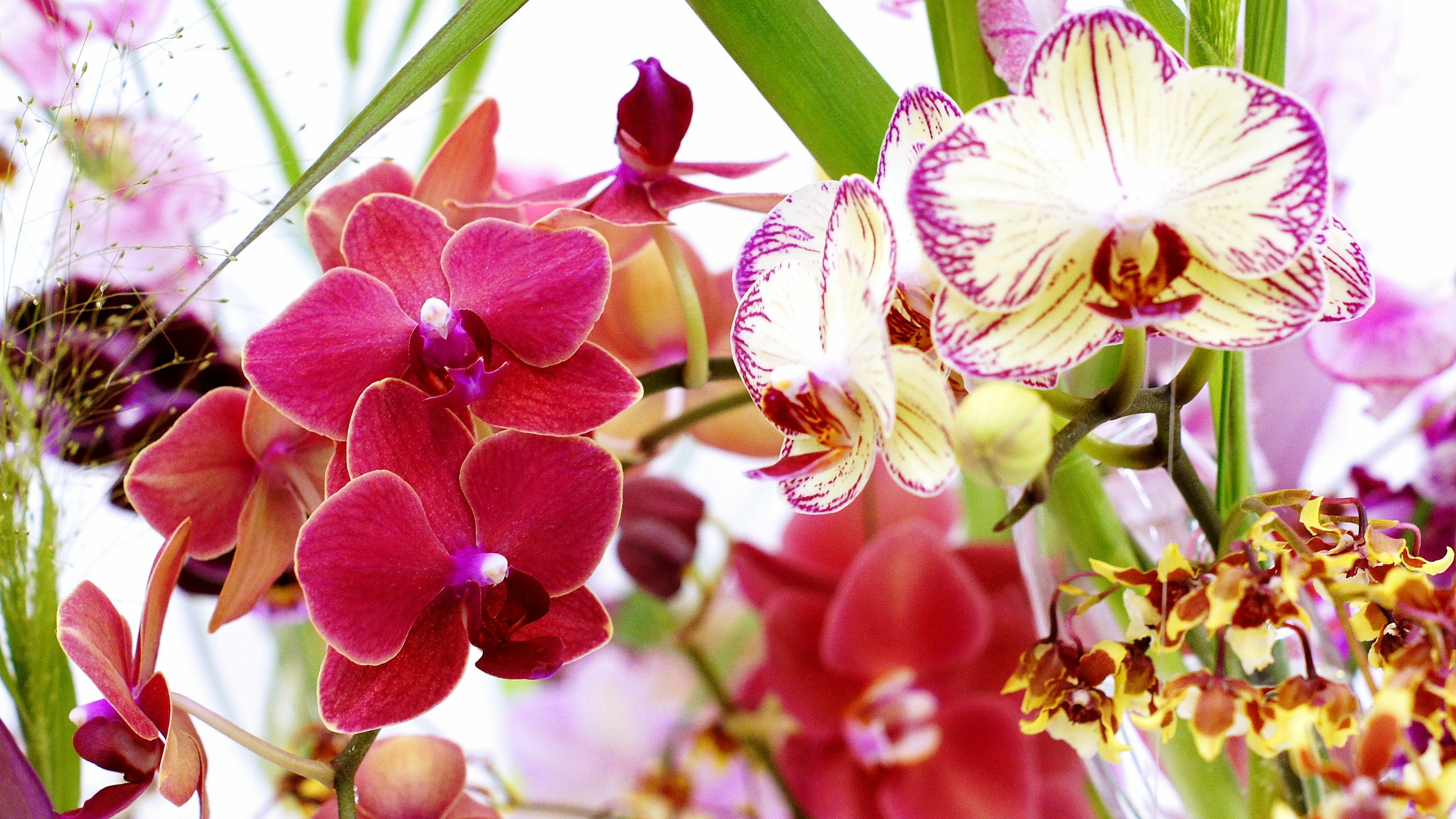 Un bellissimo bouquet di fiori di orchidee colorate