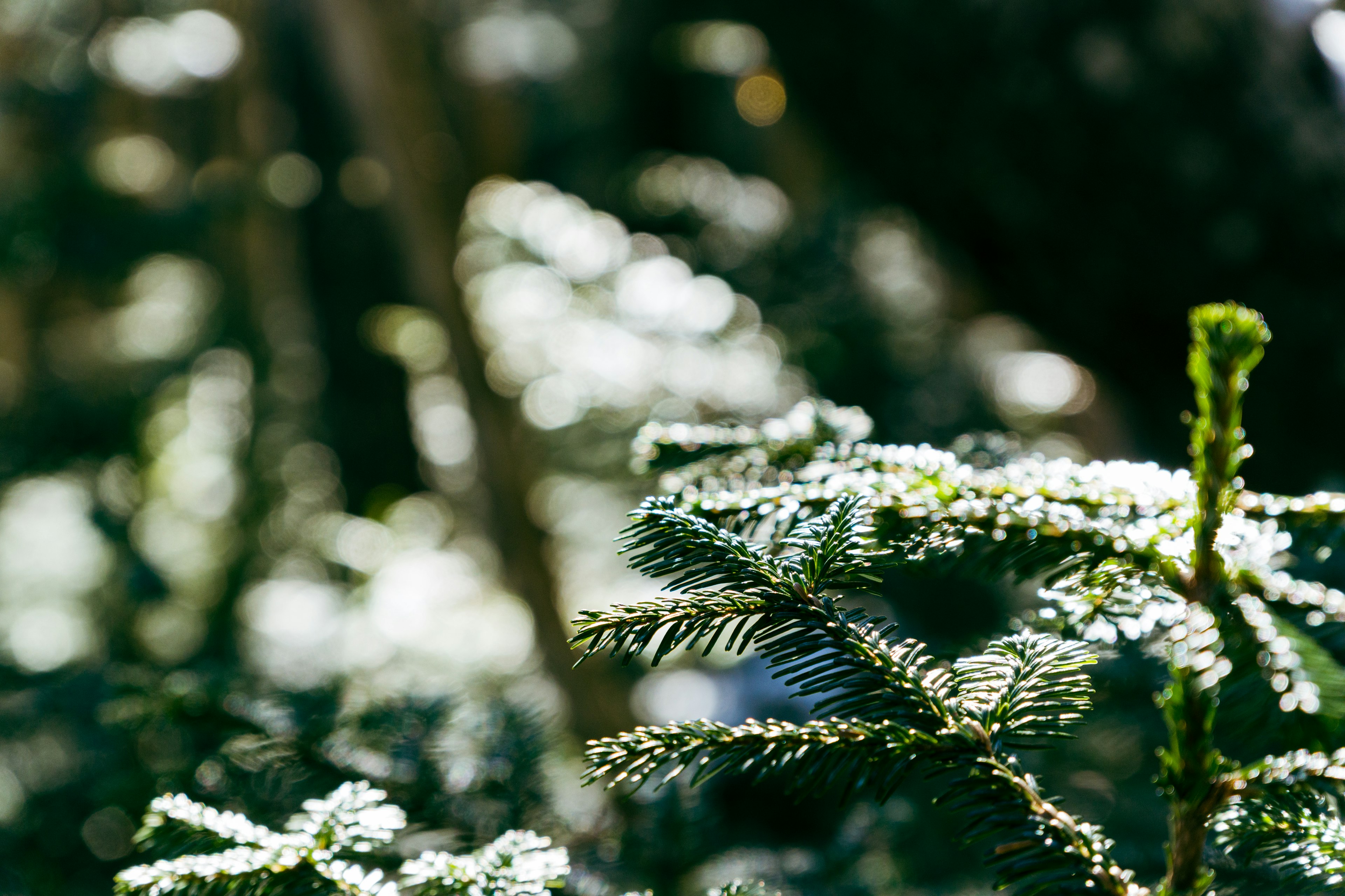 Close-up of a green conifer branch illuminated by sunlight