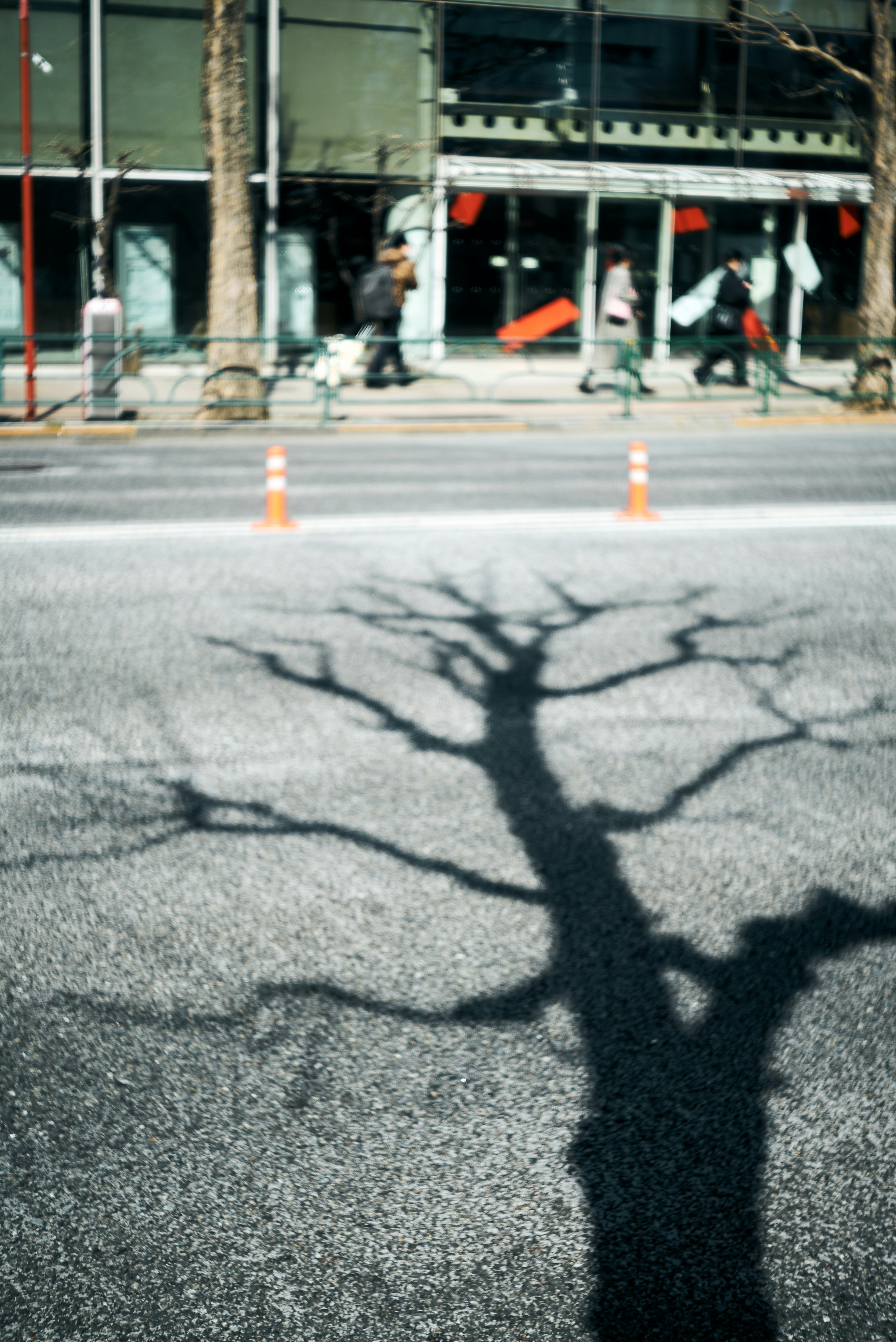 路上に映る木の影と歩道を歩く人々の風景