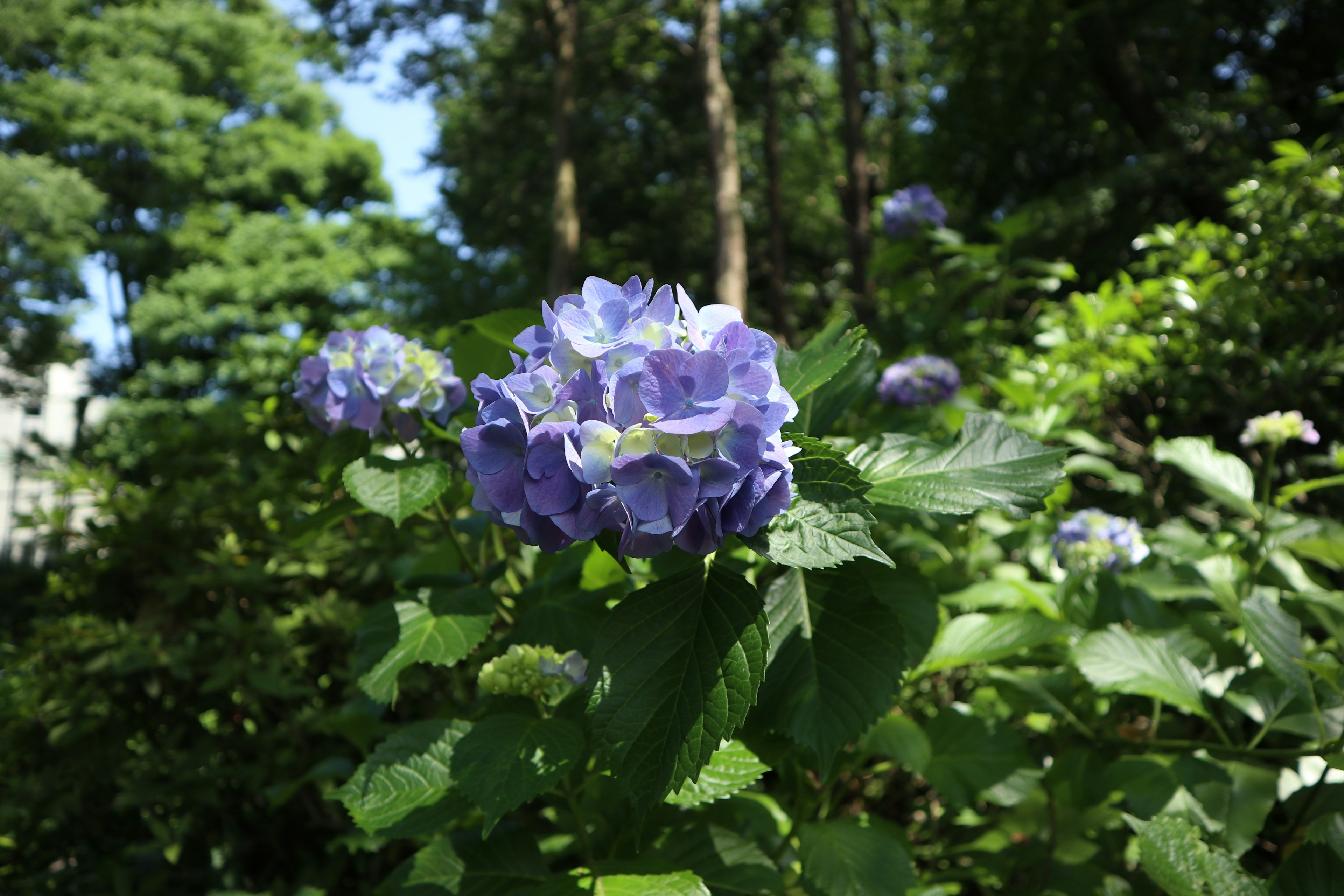 Fiore blu-viola che sboccia in un giardino rigoglioso