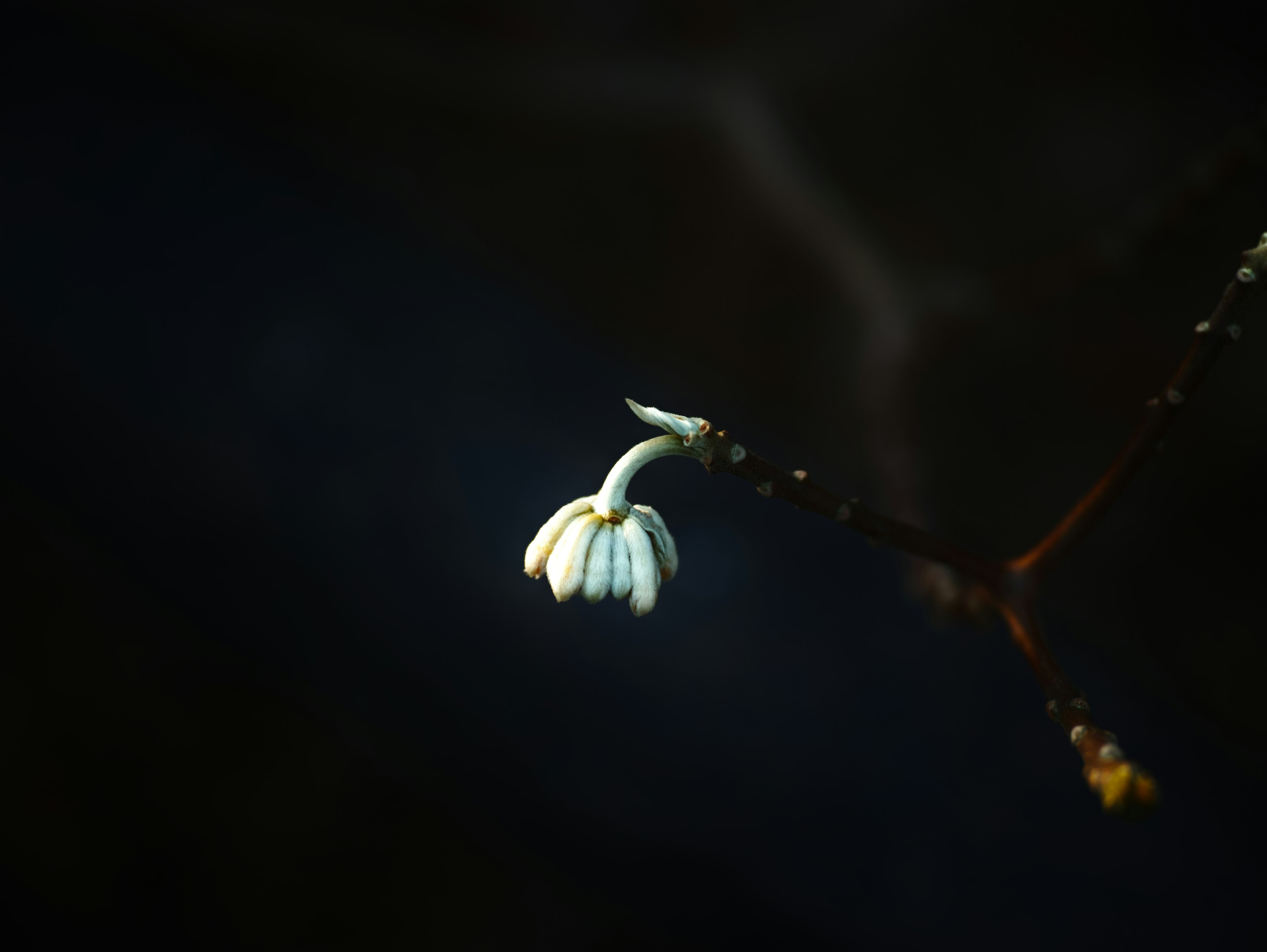 A white flower bud on a thin branch against a dark background