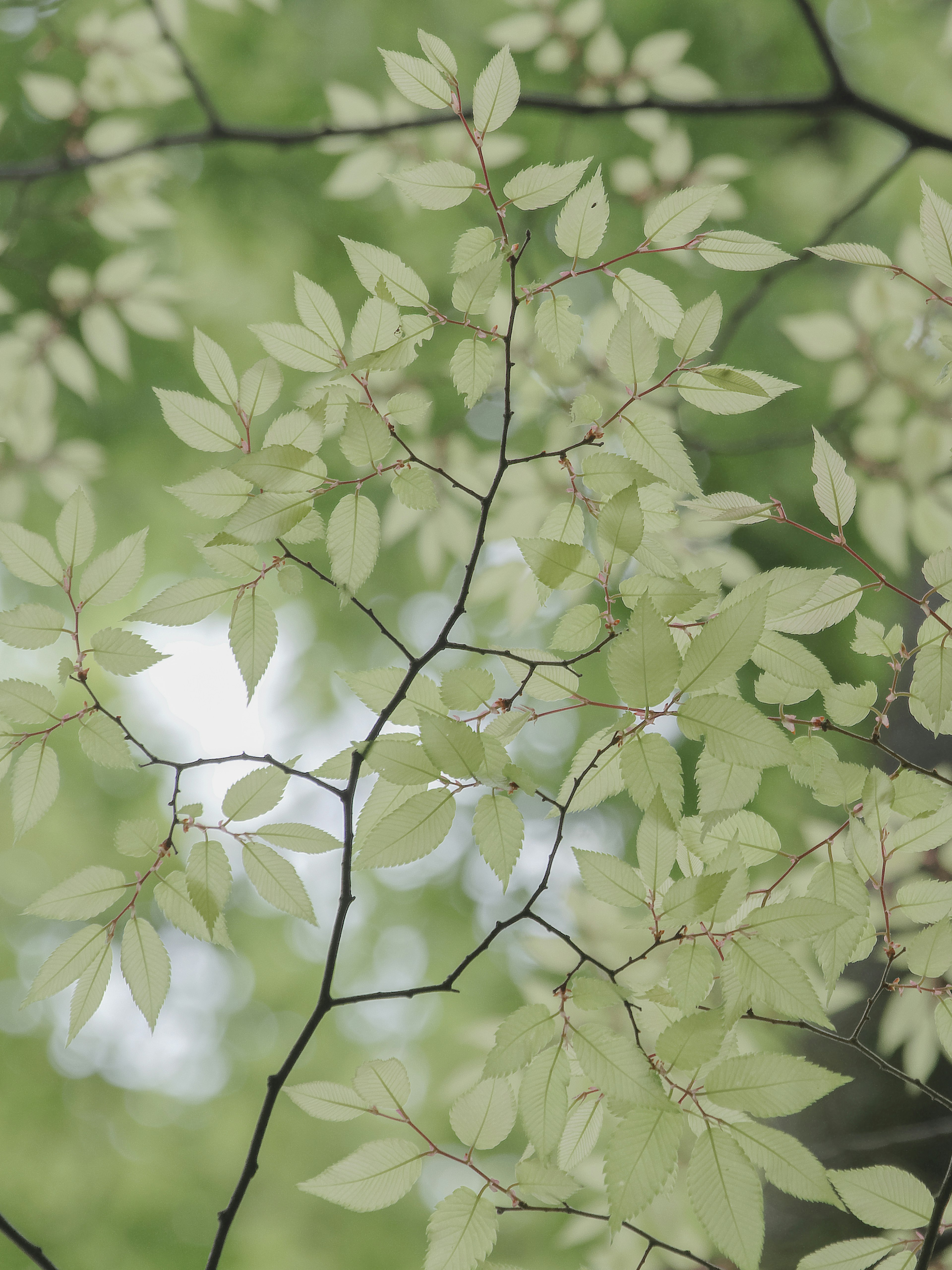 Delicate green leaves overlapping in a beautiful natural composition