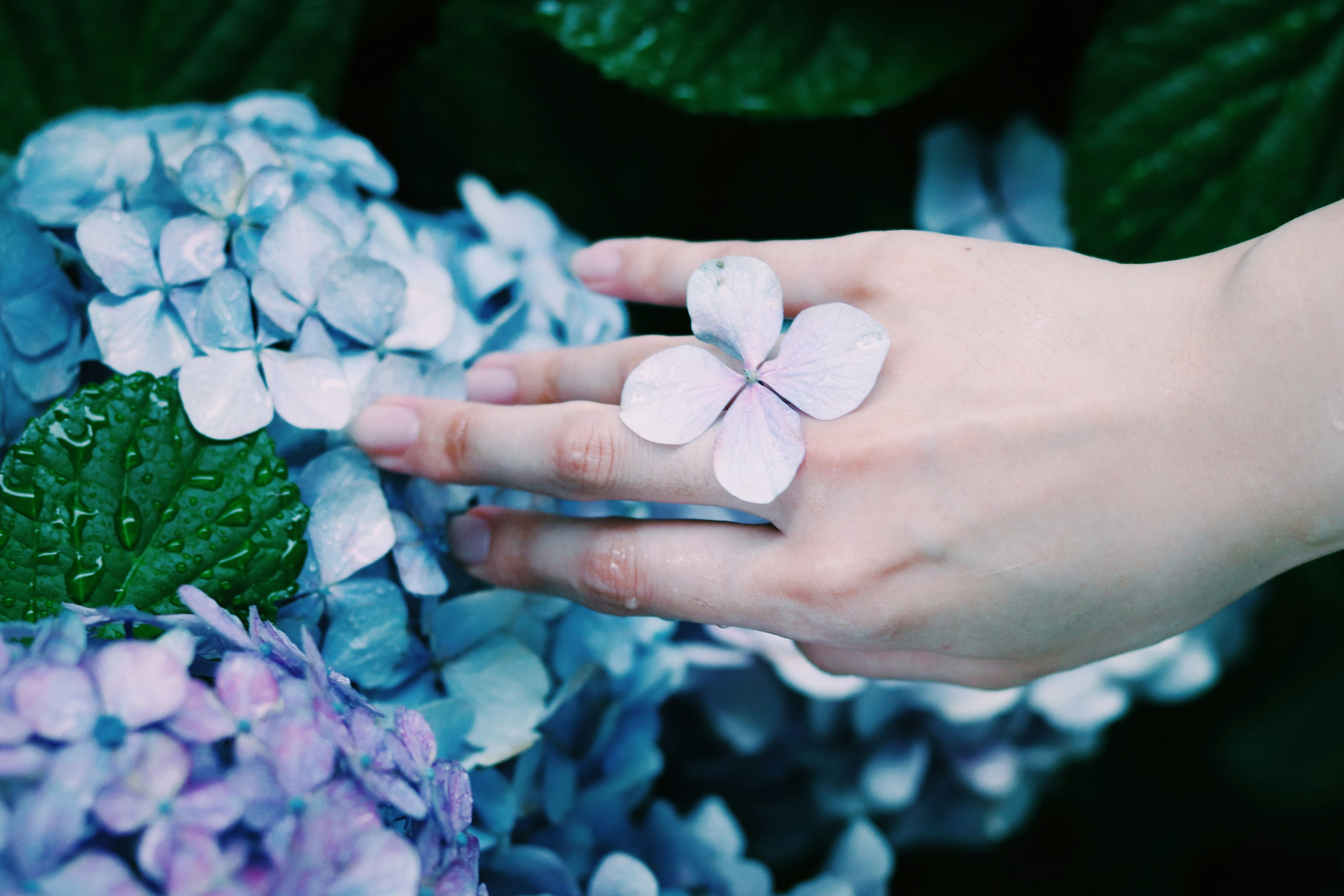 Una mano sosteniendo pétalos de hortensia con un anillo floral