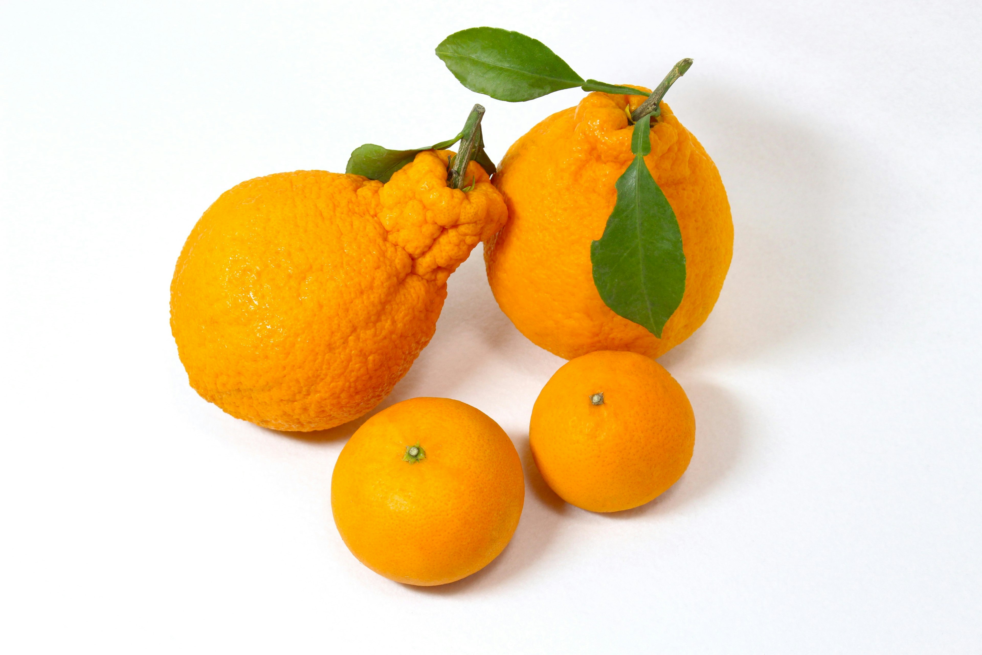 Un grupo de naranjas con hojas verdes sobre un fondo blanco