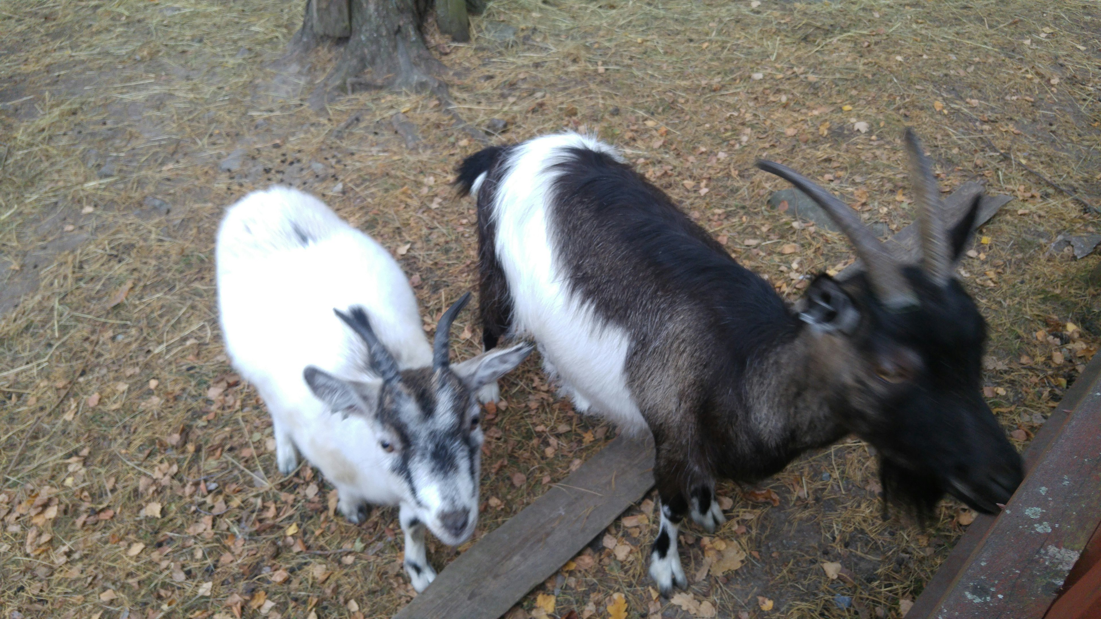 A white goat and a black goat standing together outdoors