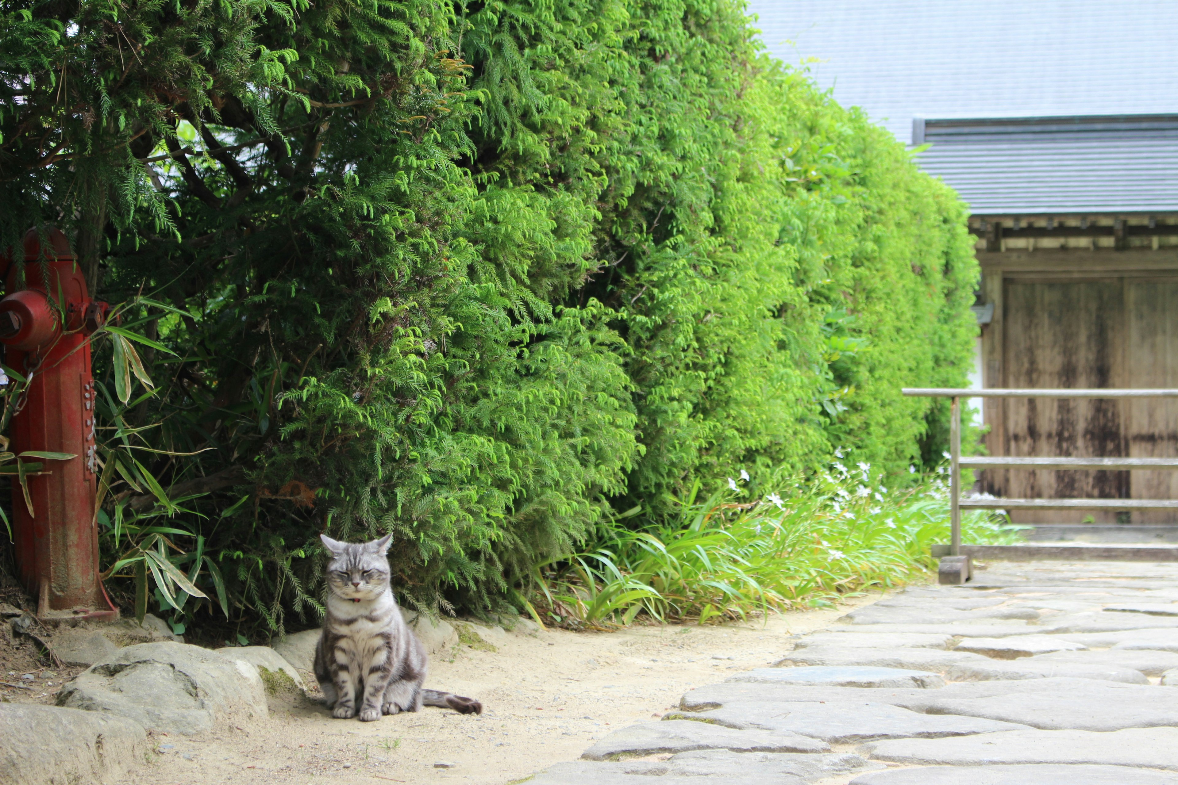 A gray cat sitting in front of a green hedge