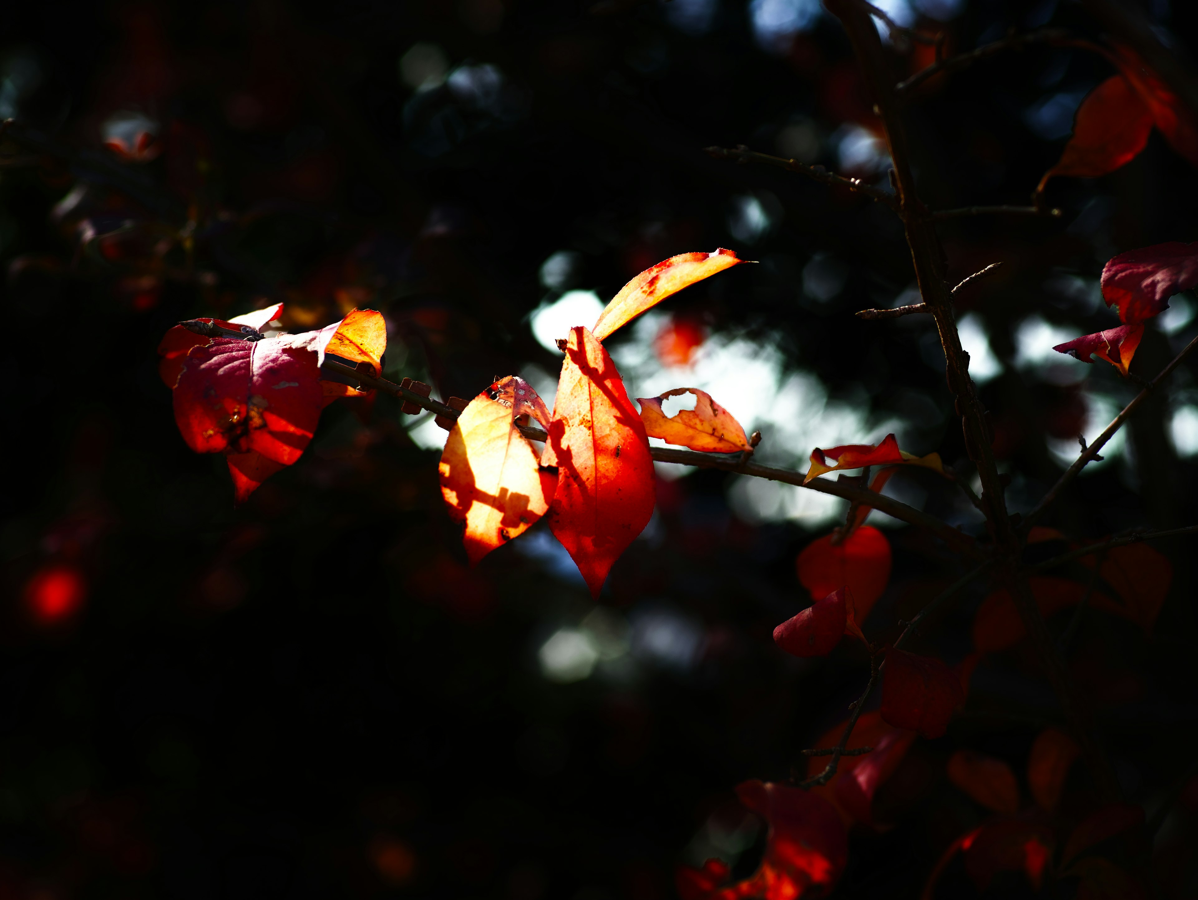 Primo piano di foglie rosse illuminate su uno sfondo scuro